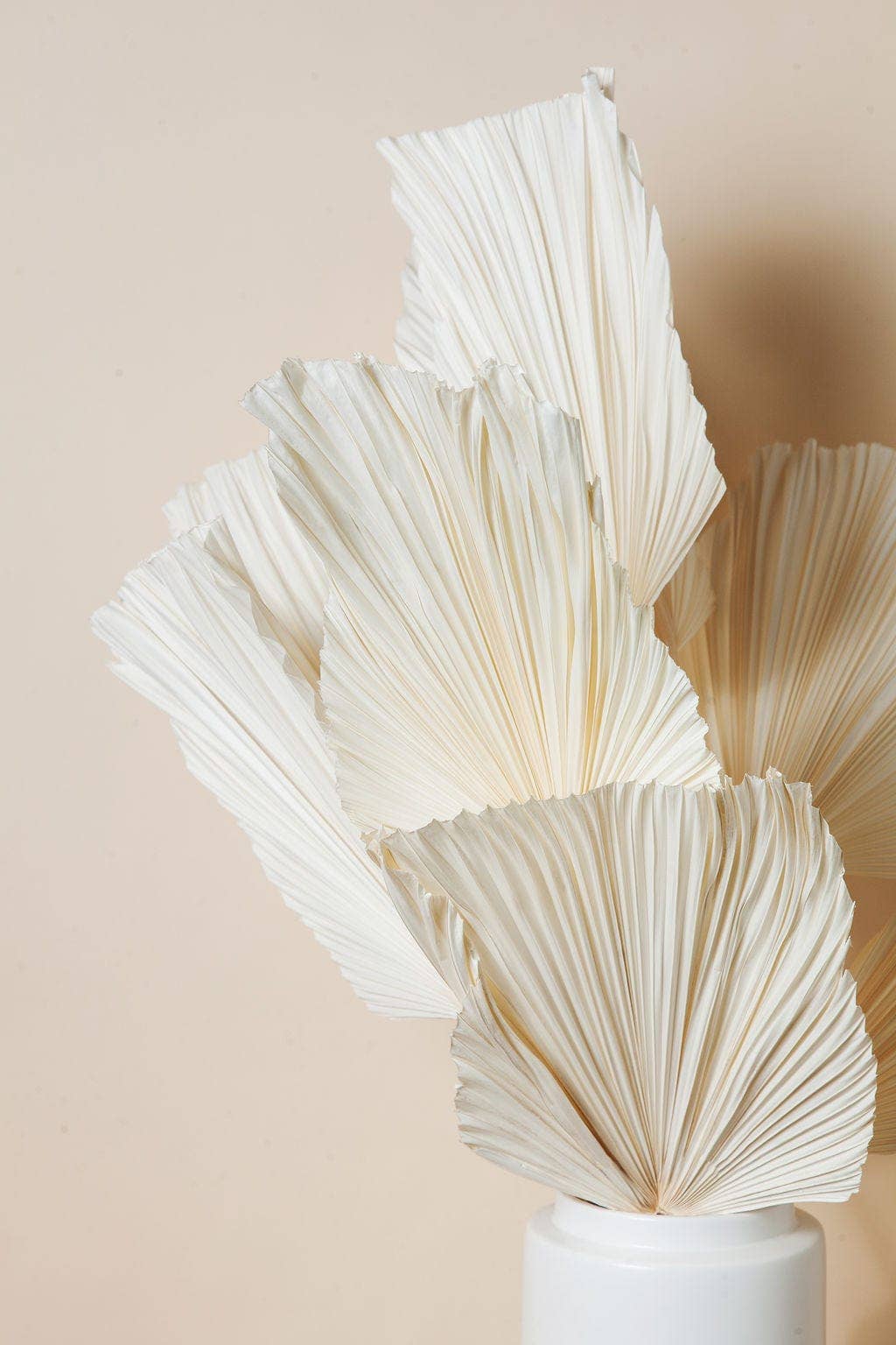 Dried White Spade Anahaw Palms
