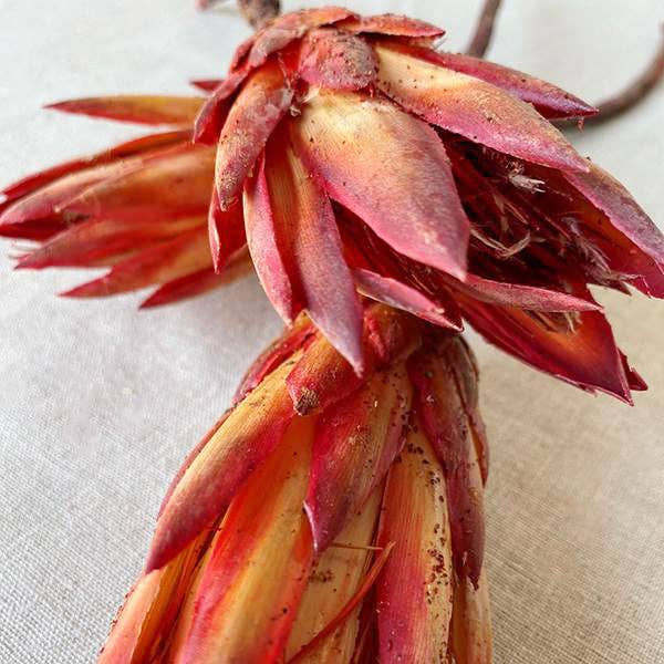 Dried Protea Flowers