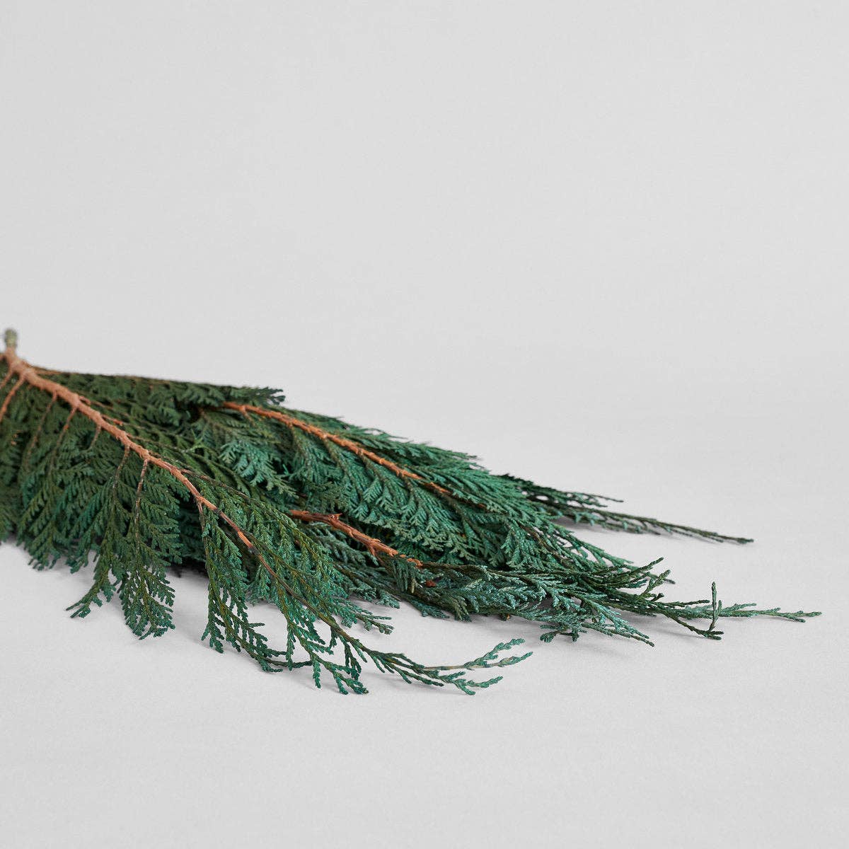 Preserved Cedar