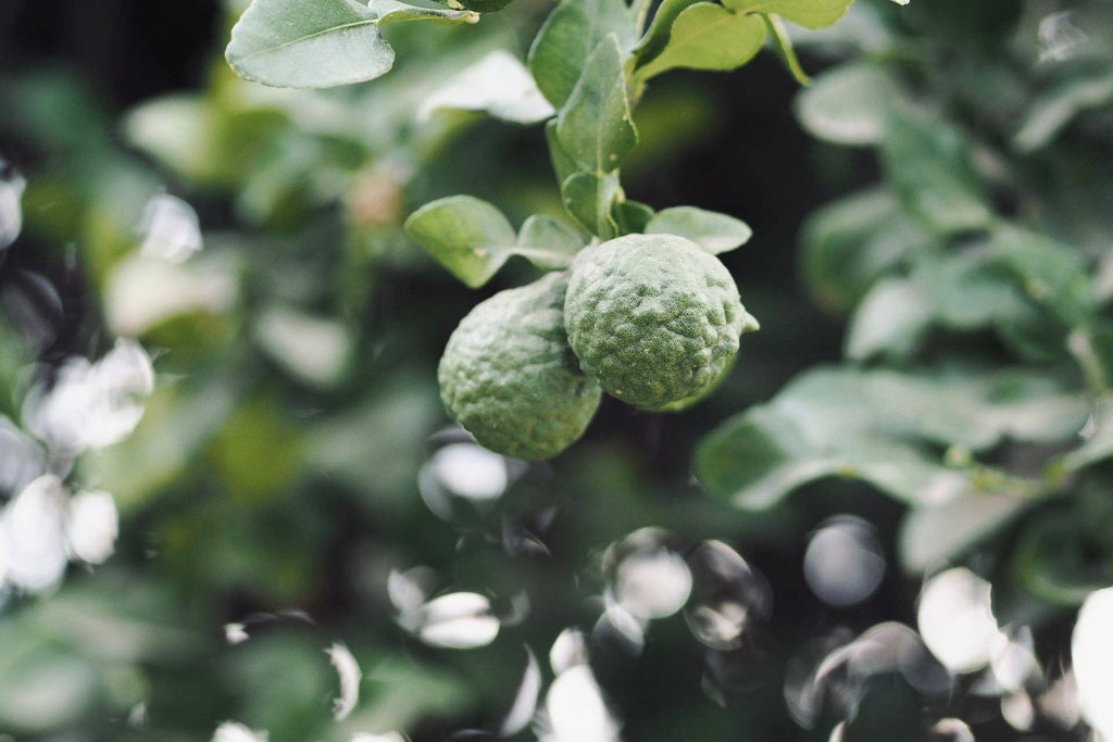 Hinoki Bergamot Hand Lotion