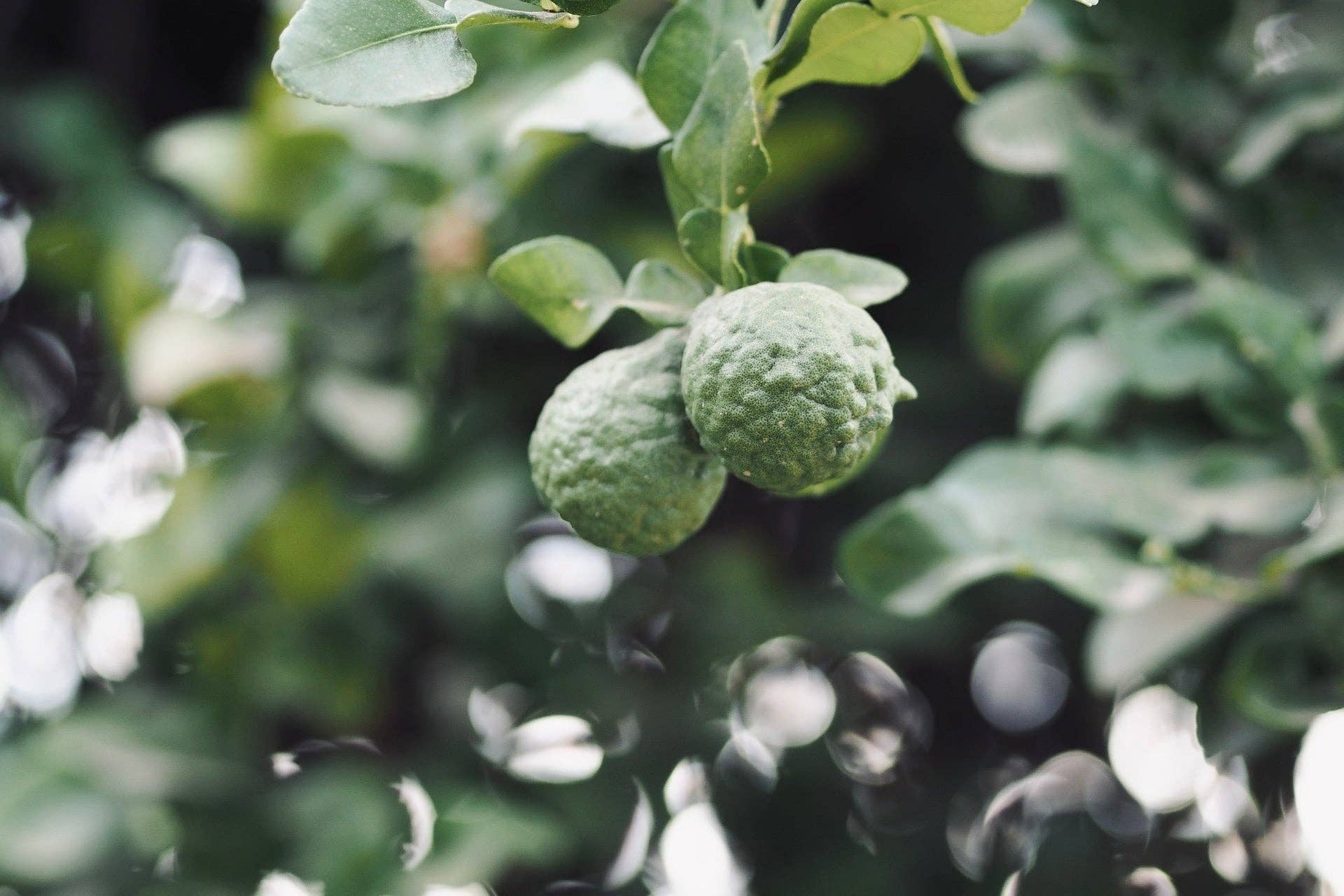 Hinoki Bergamot Room Spray