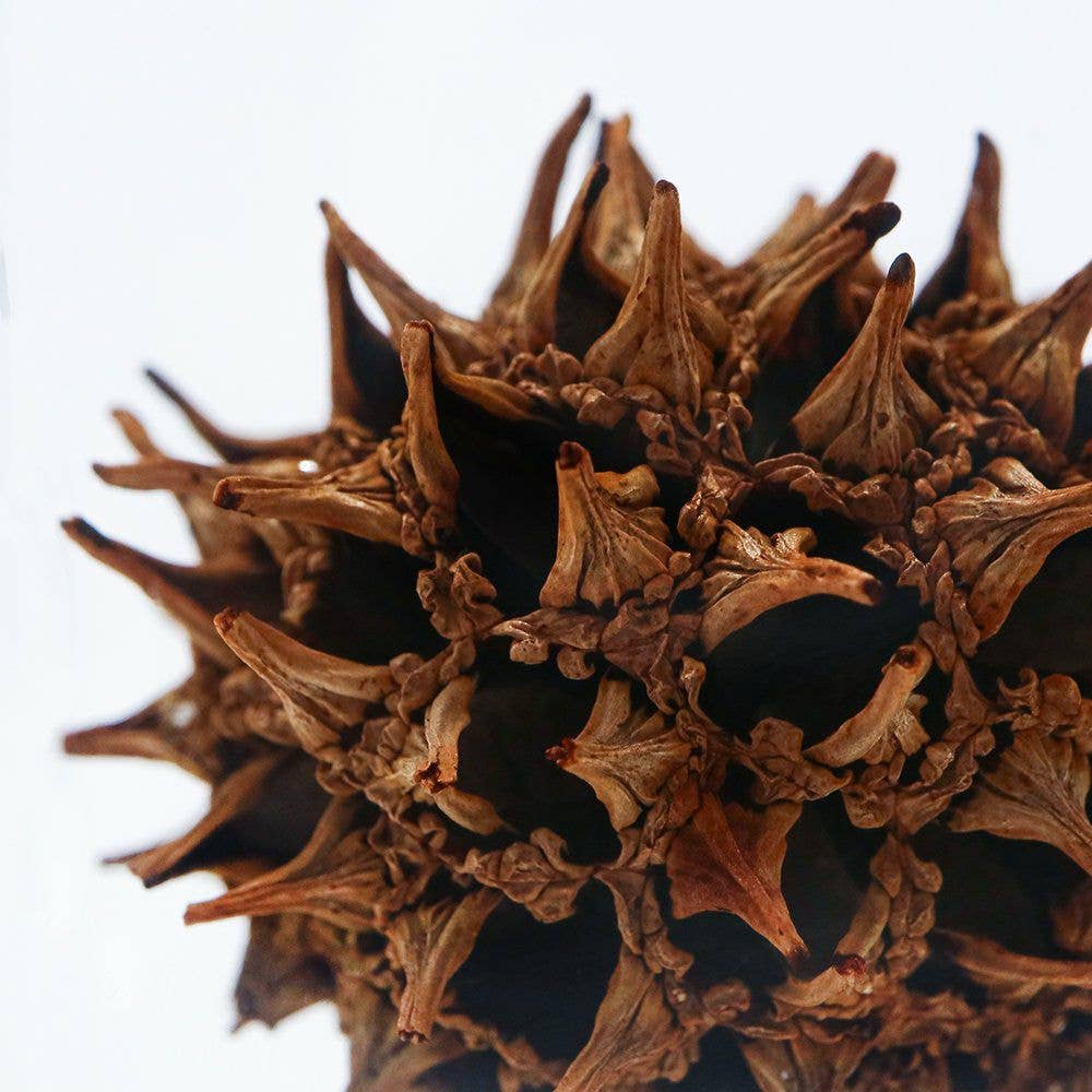 American Sweetgum
