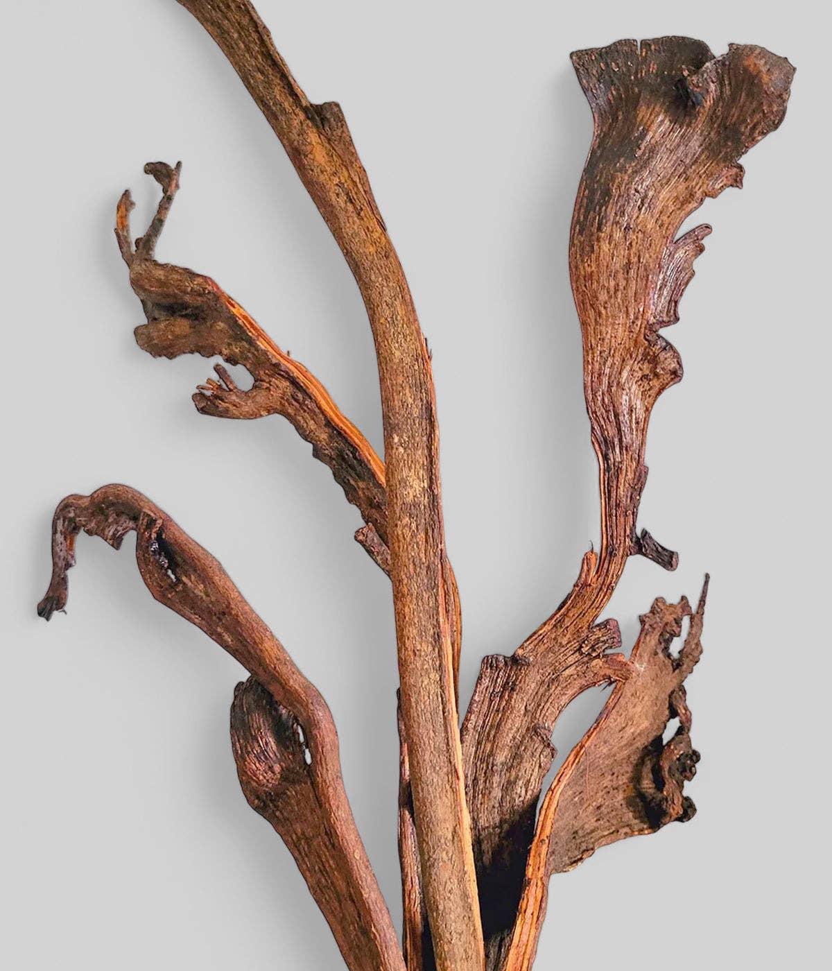 Polished Dried Natraj Branches