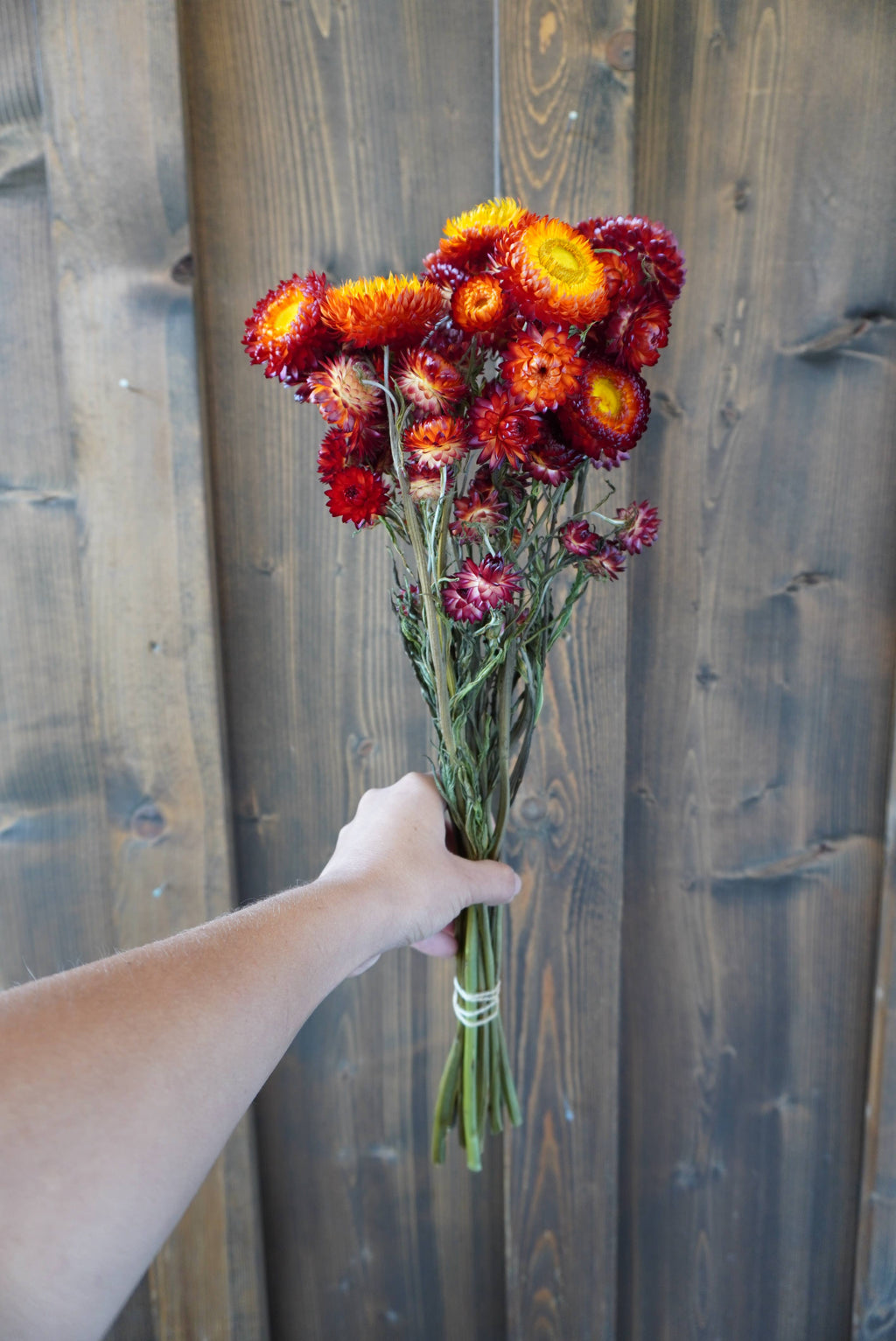 Dried Copper Red Strawflower Bouquet