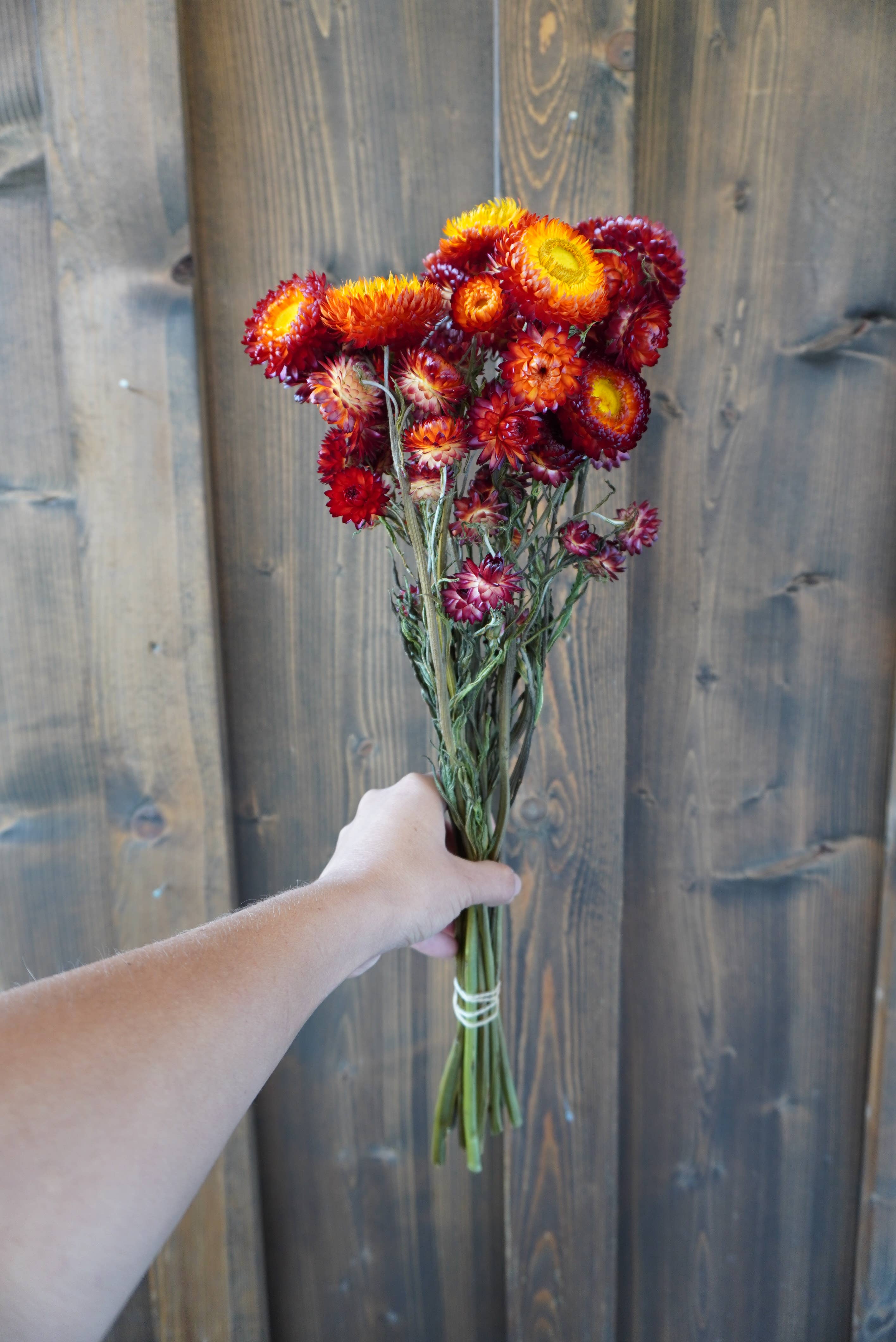 Dried Copper Red Strawflower Bouquet