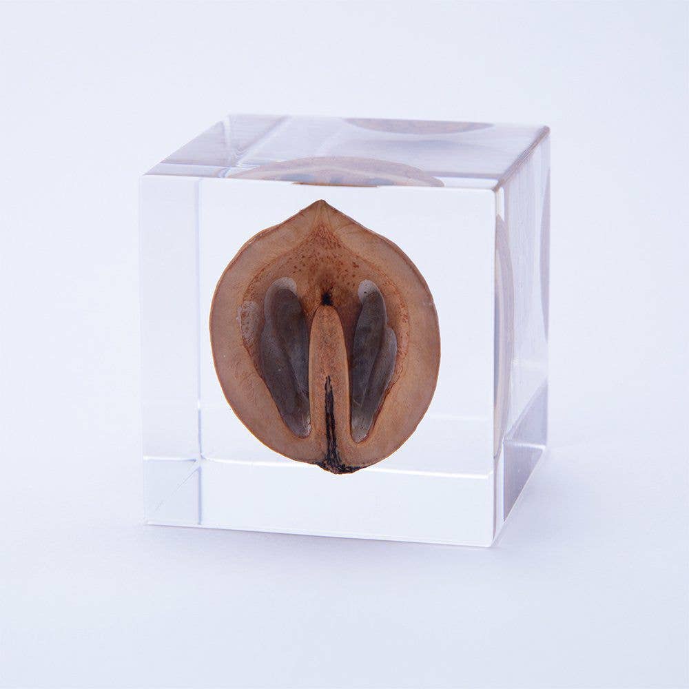 Japanese Walnut