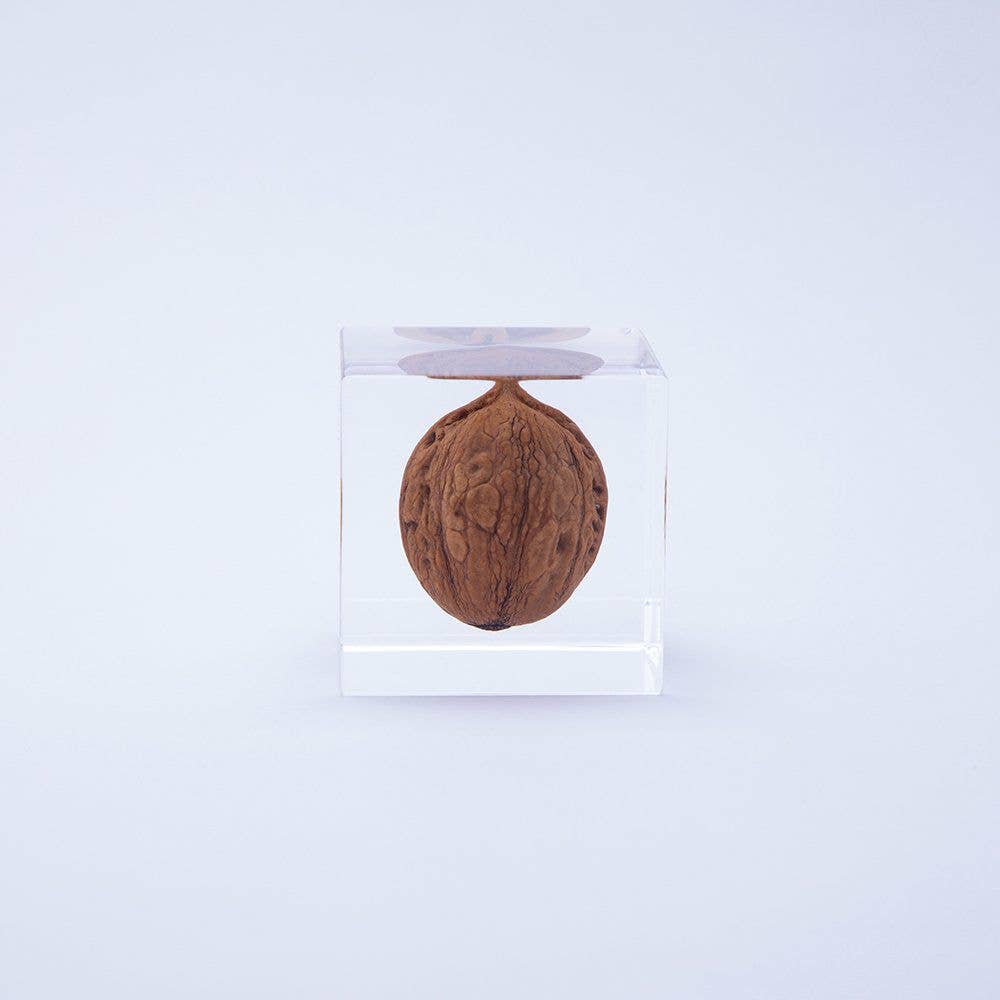 Japanese Walnut