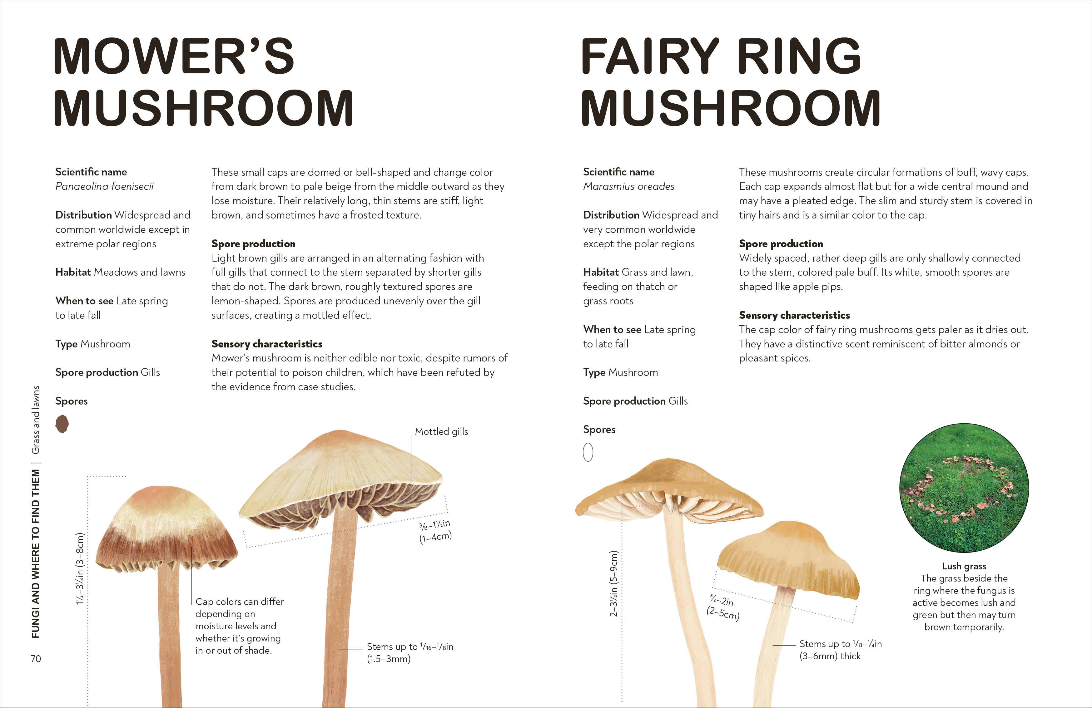 Fungi Gardeners