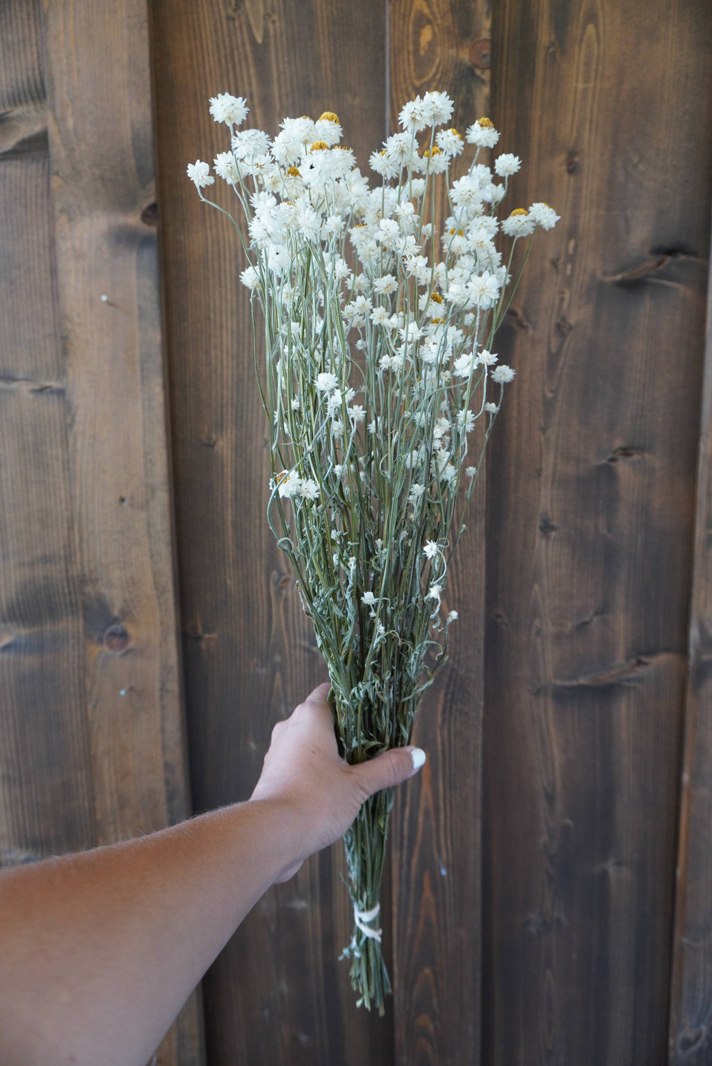 Dried Ammobium Bouquet