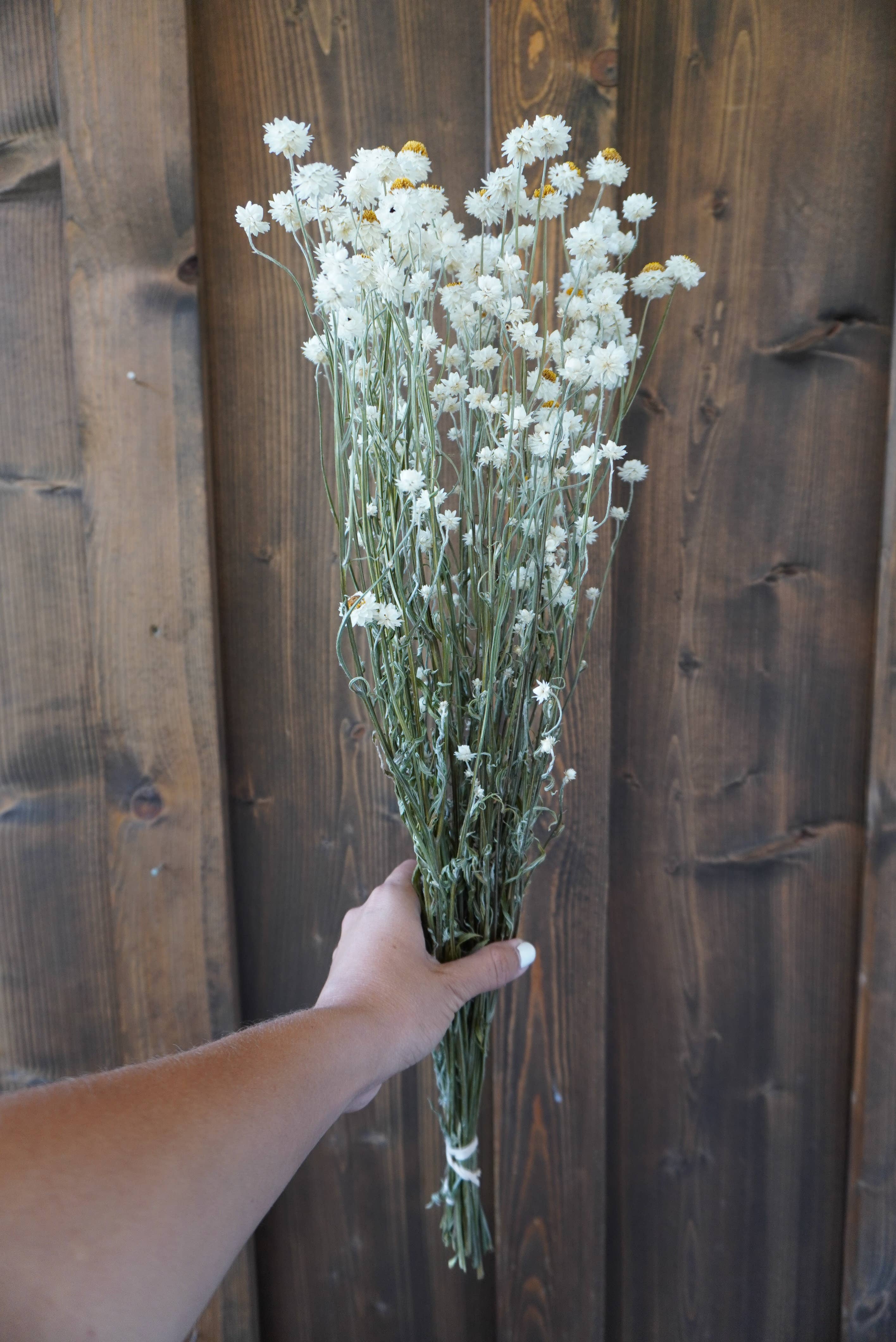 Dried Ammobium Bouquet