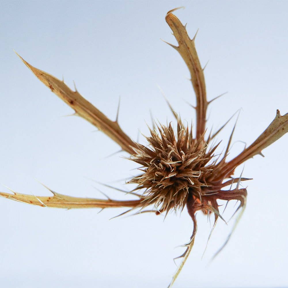 Sea Holly