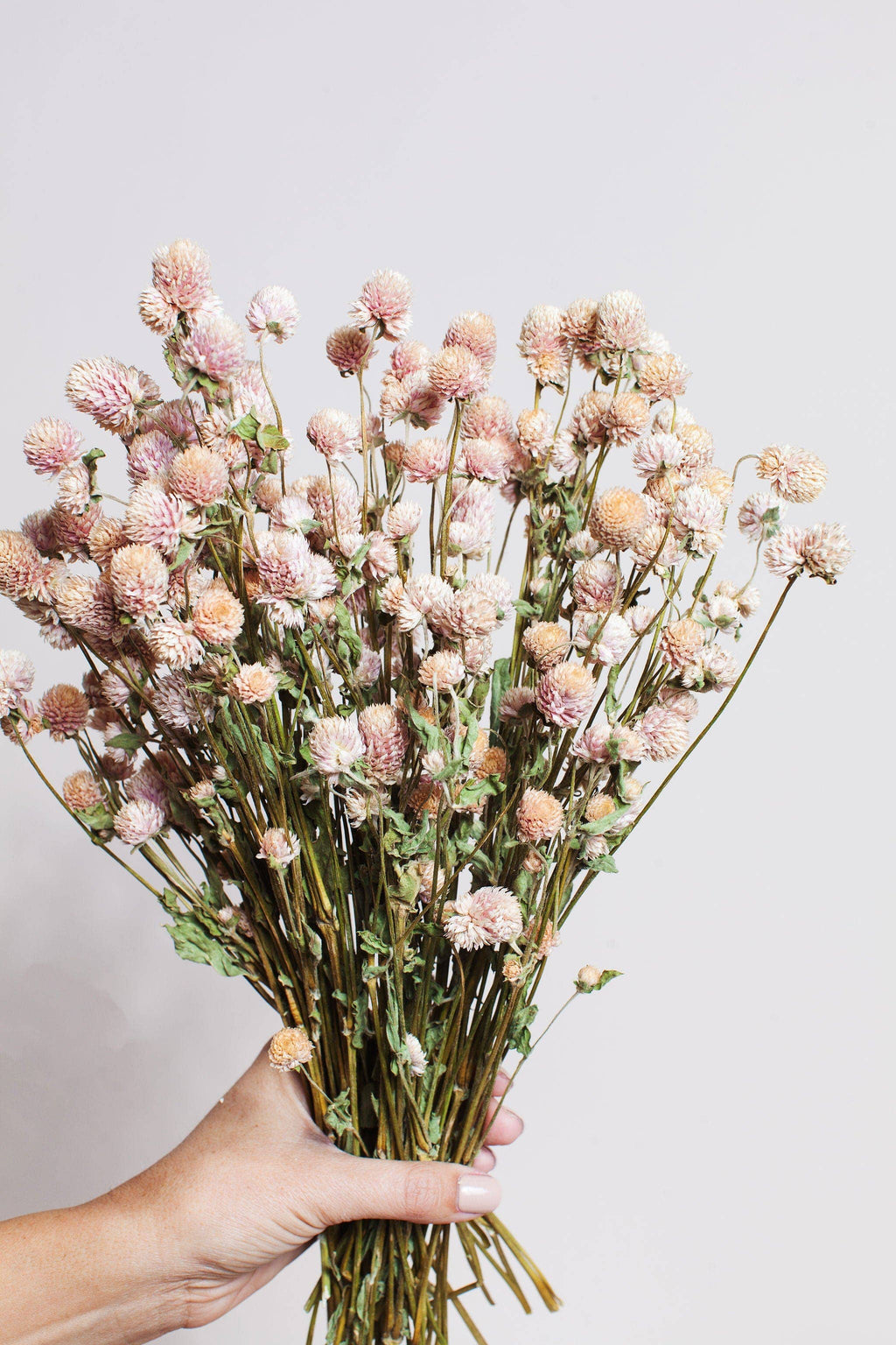 Dried Blush Globe Amaranth