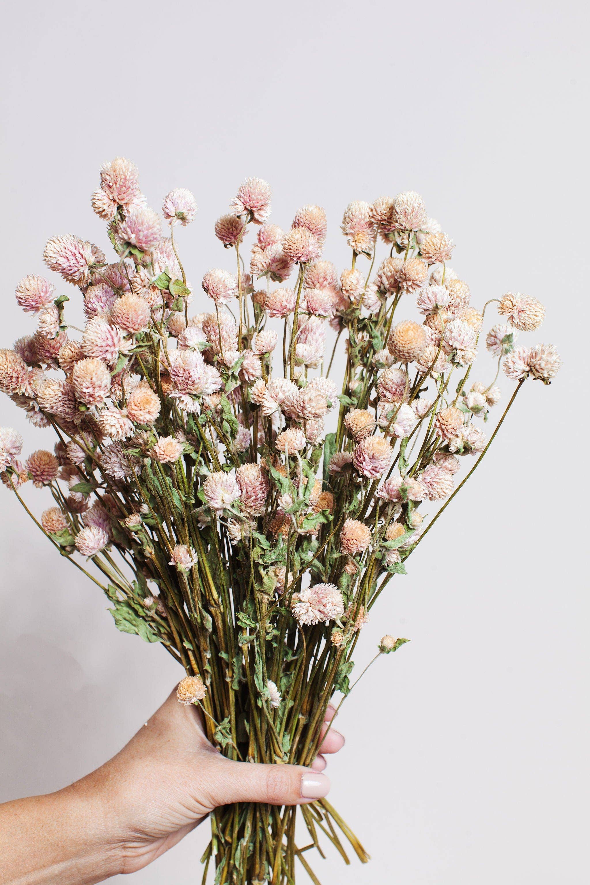 Dried Blush Globe Amaranth