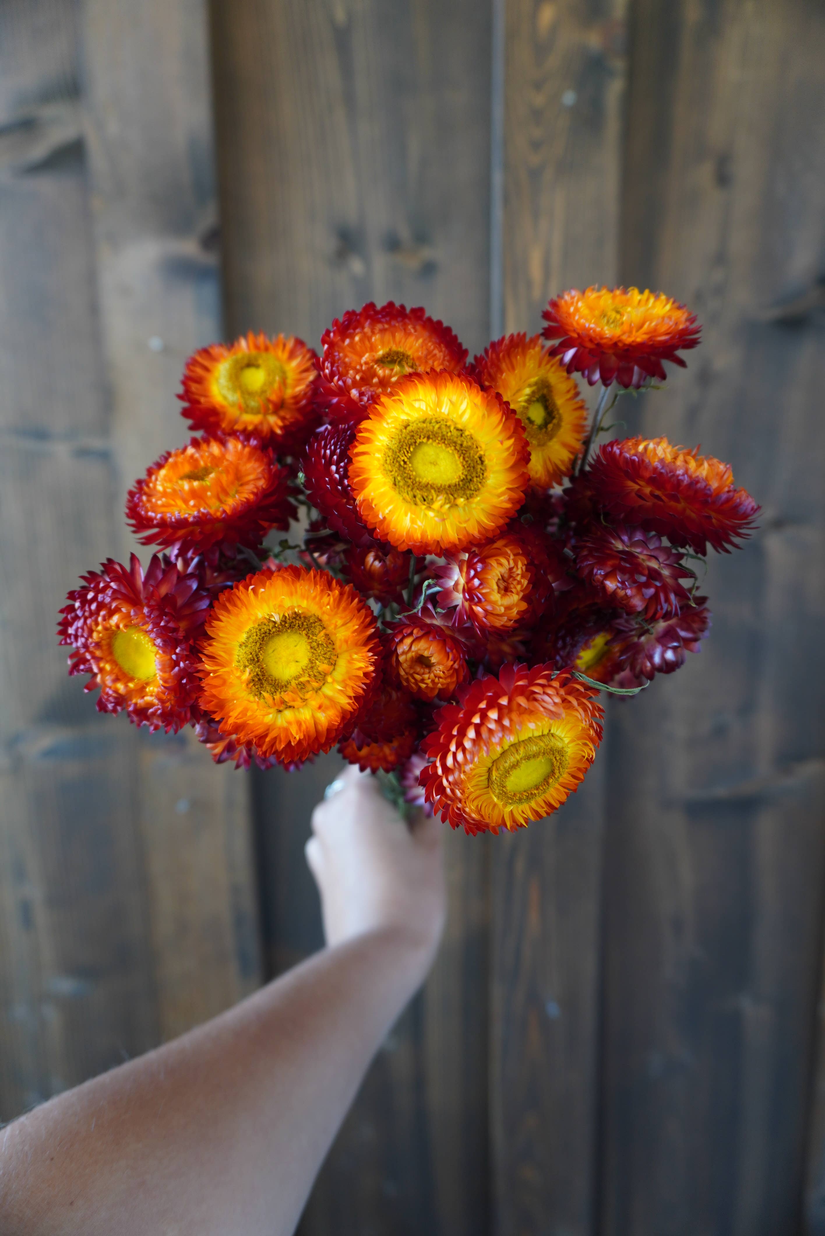 Dried Copper Red Strawflower Bouquet