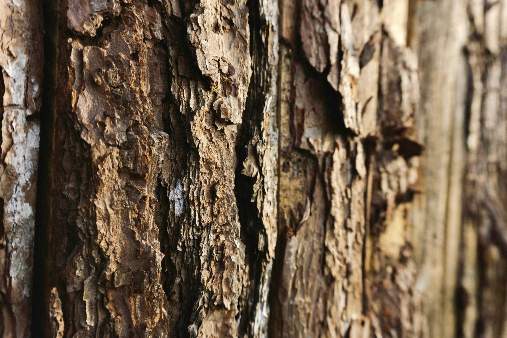 Brazilian Rosewood Hand Lotion