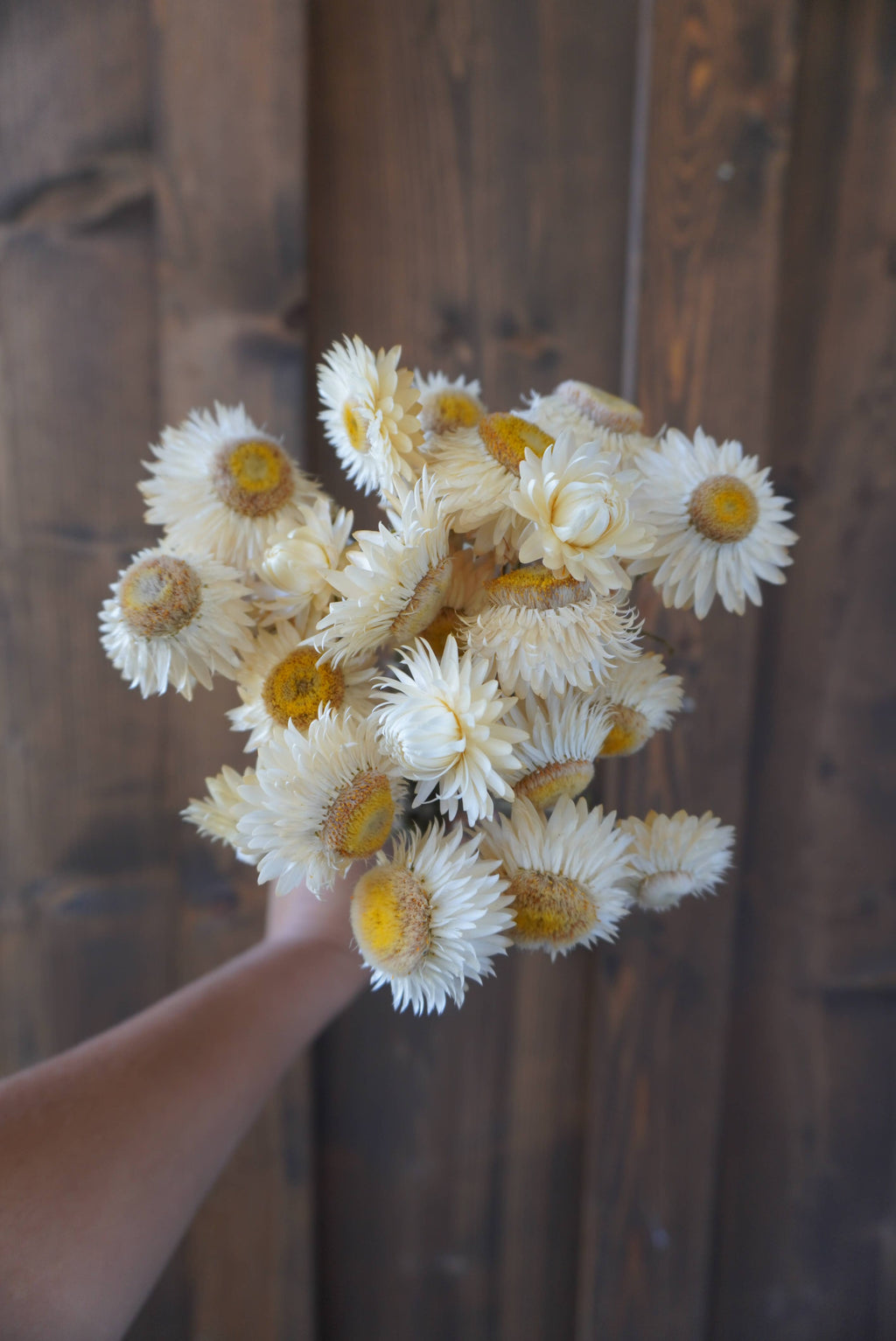 Dried White Strawflower Bouquet