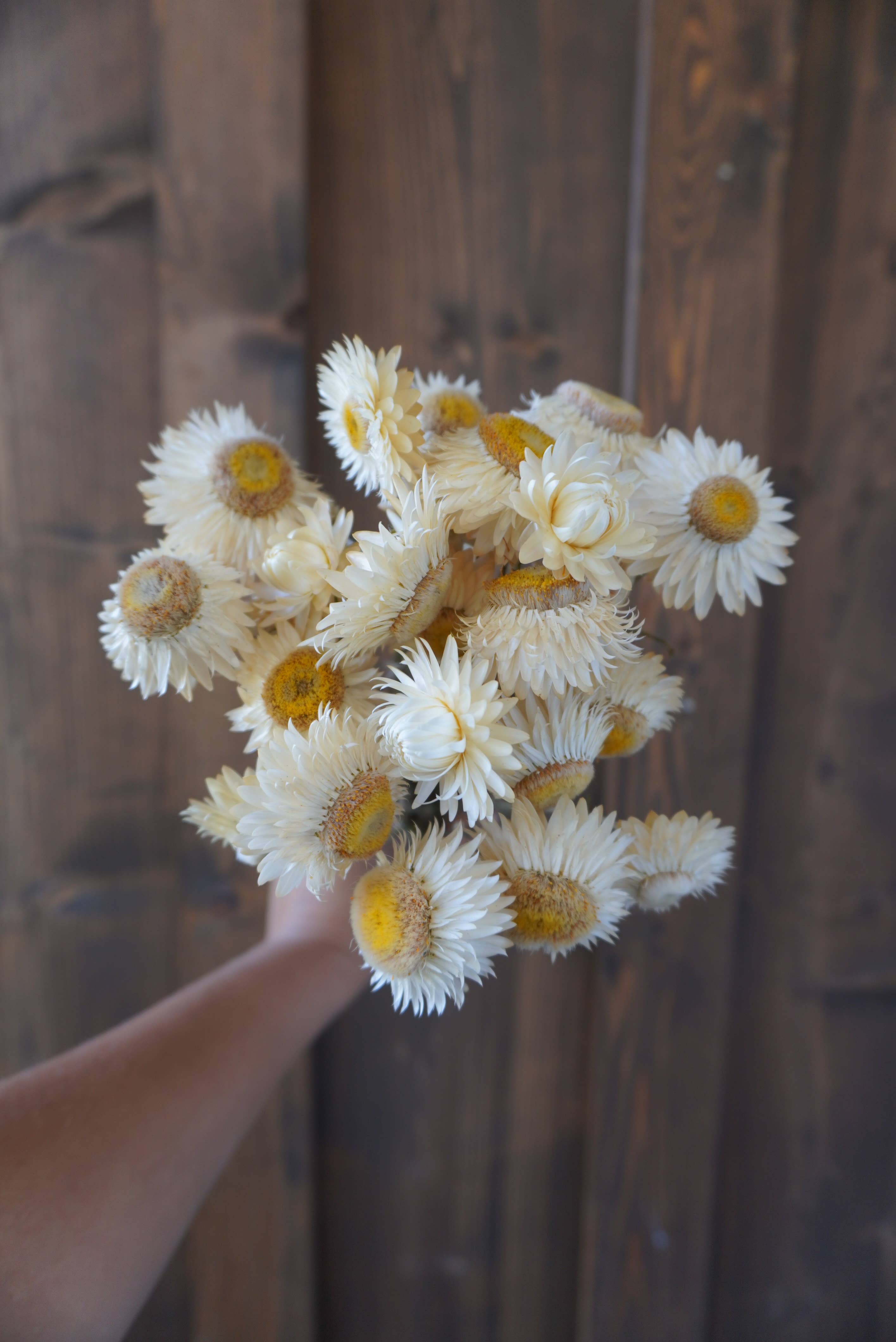 Dried White Strawflower Bouquet