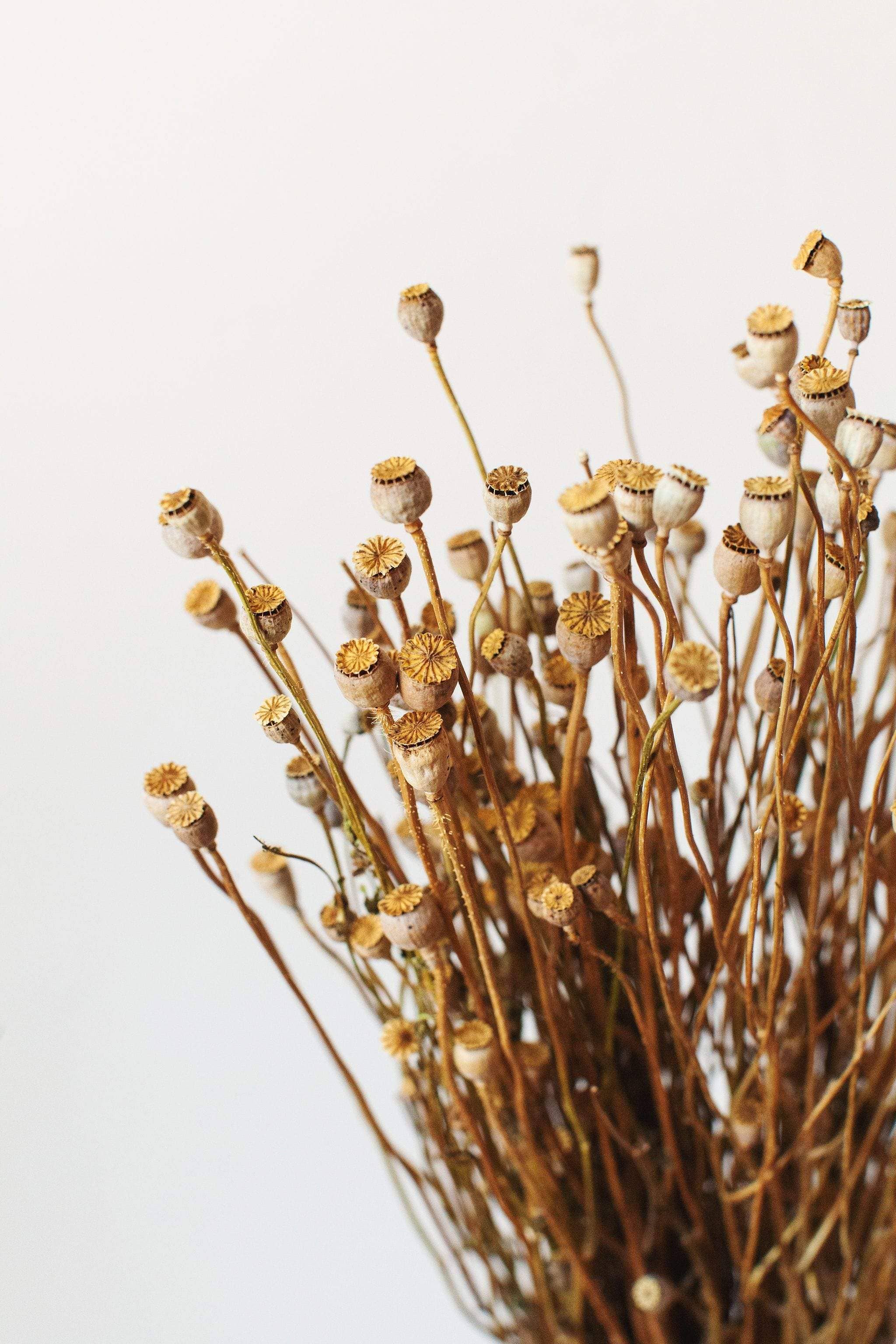 Dried Mini Poppy Pods