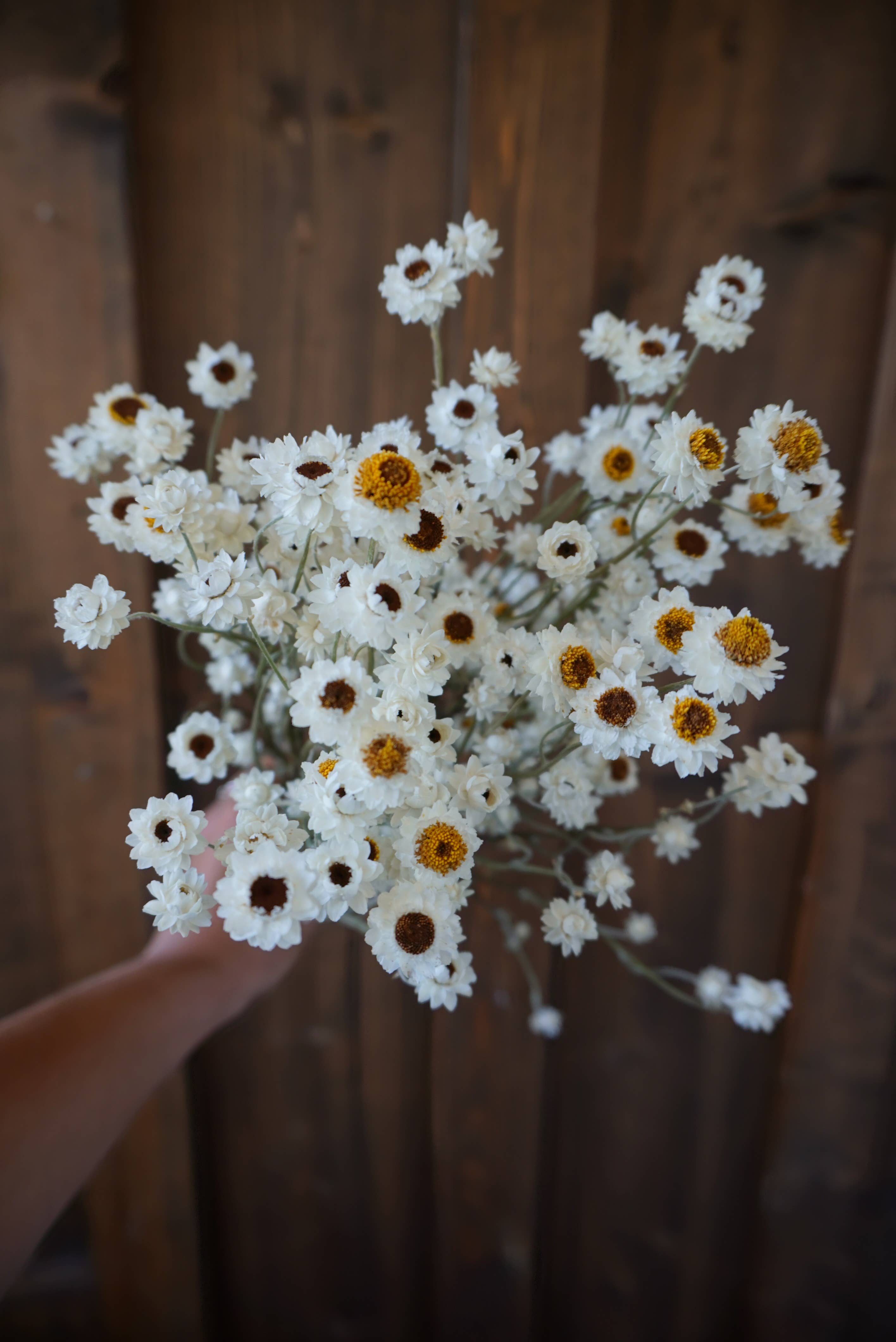 Dried Ammobium Bouquet