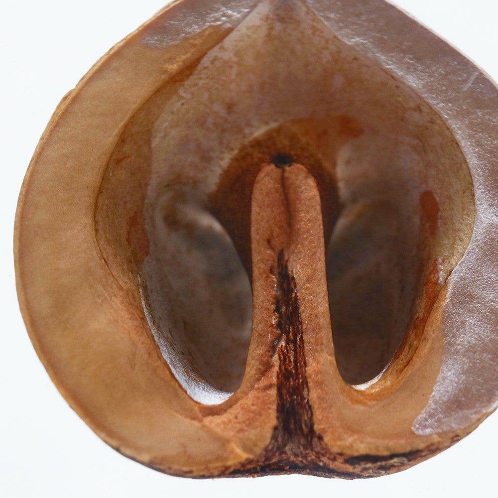 Japanese Walnut