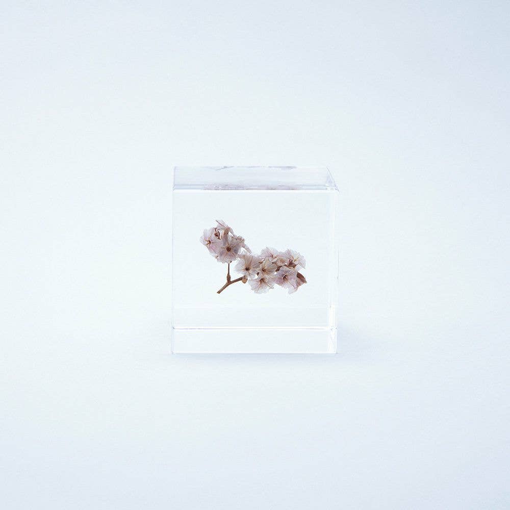 Sea Lavender