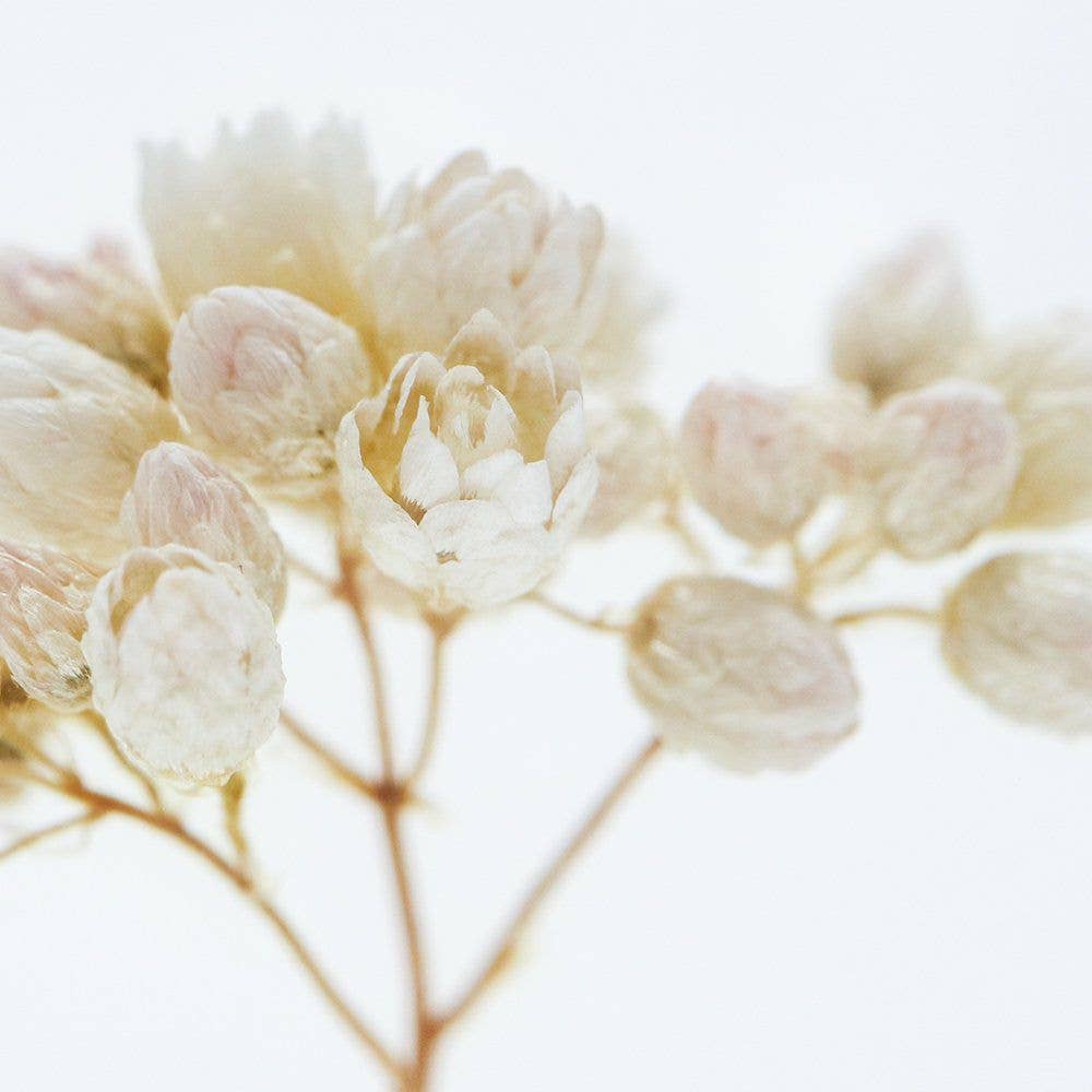 Riceflower