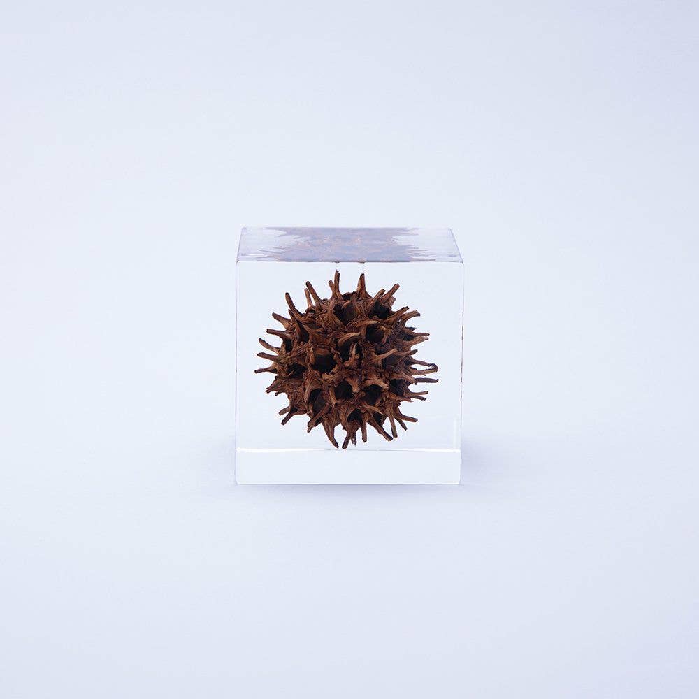 American Sweetgum
