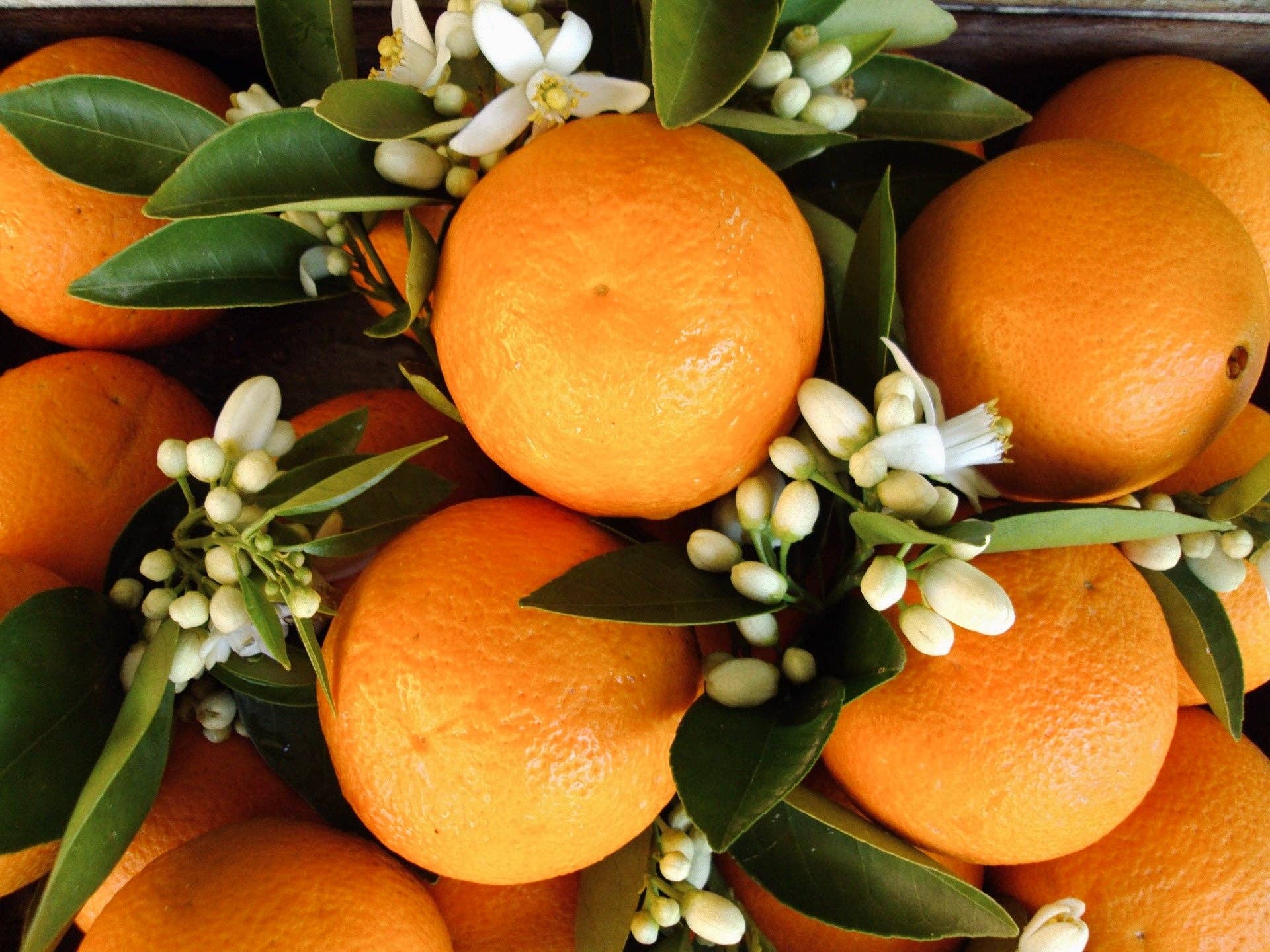 Neroli Basil Hand Wash