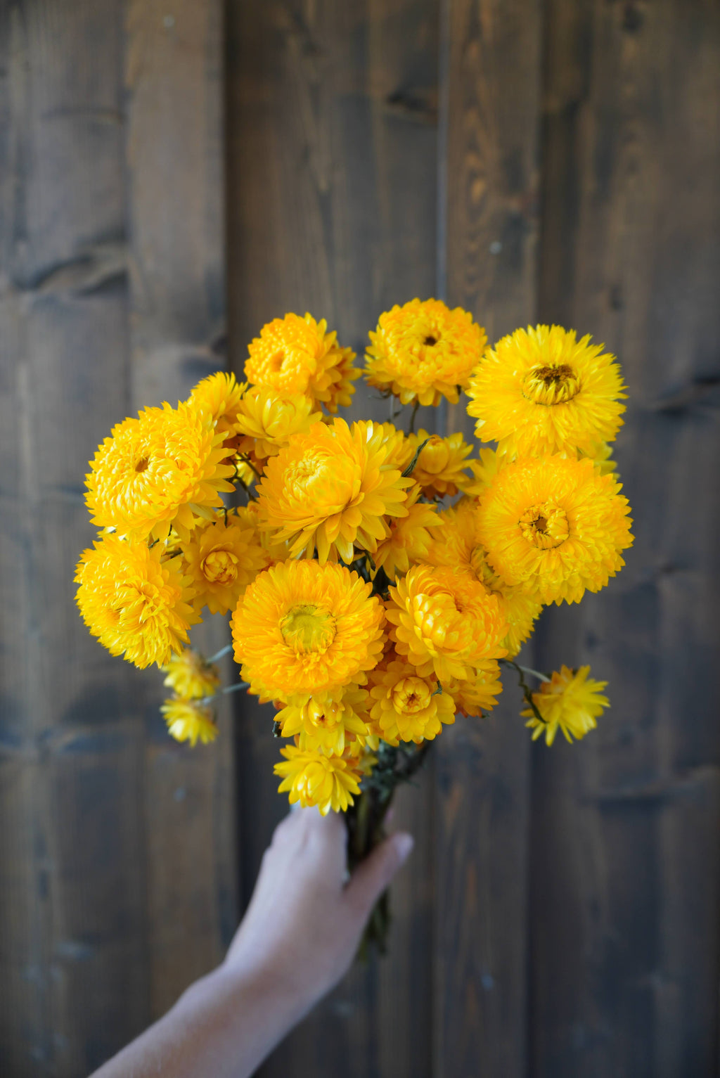 Dried Yellow Strawflower Bouquet