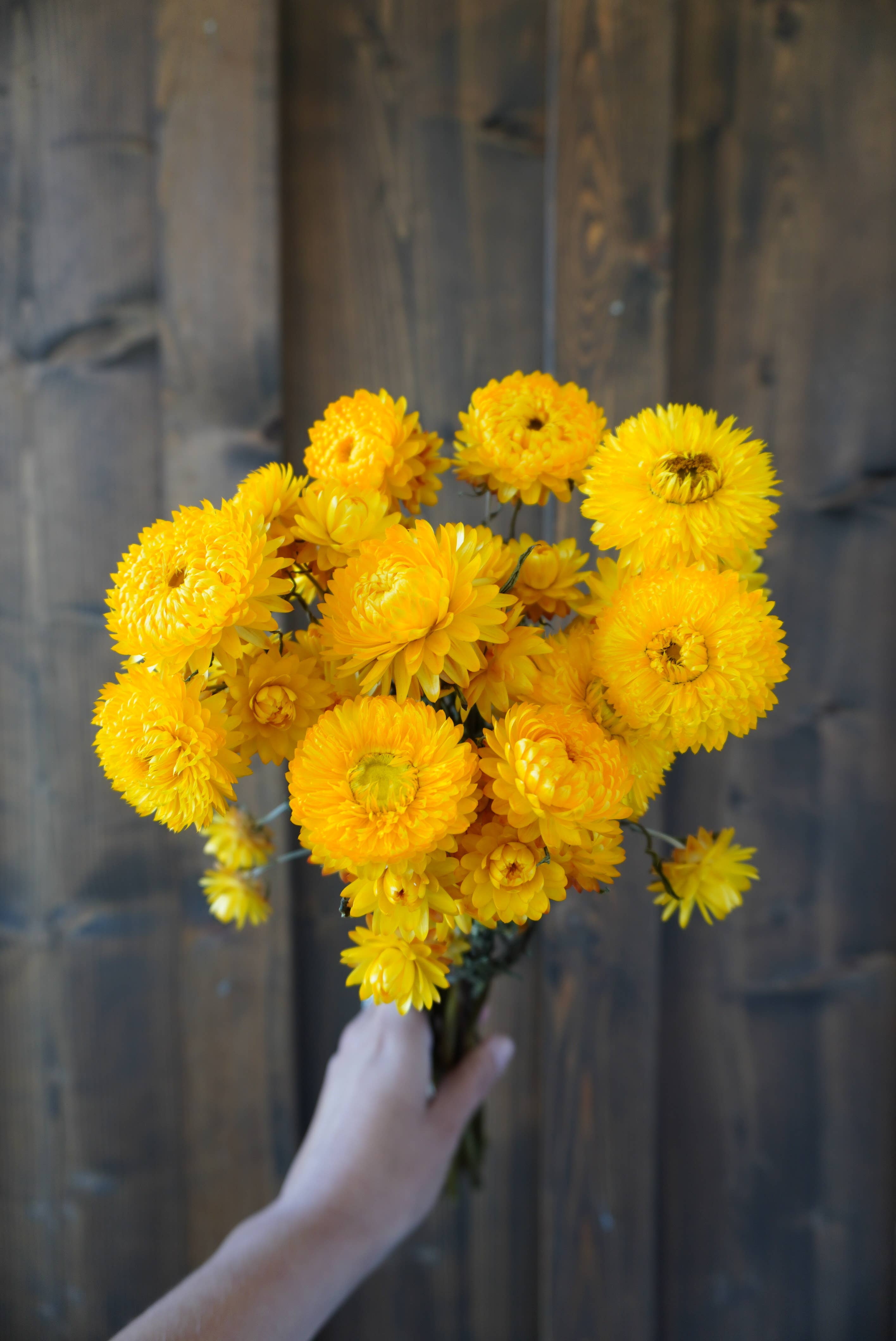 Dried Yellow Strawflower Bouquet