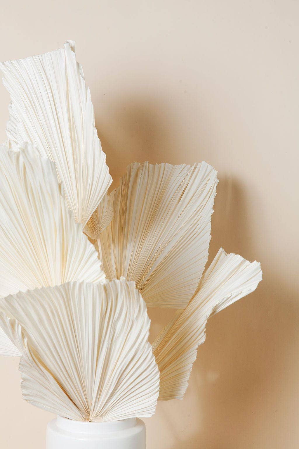 Dried White Spade Anahaw Palms