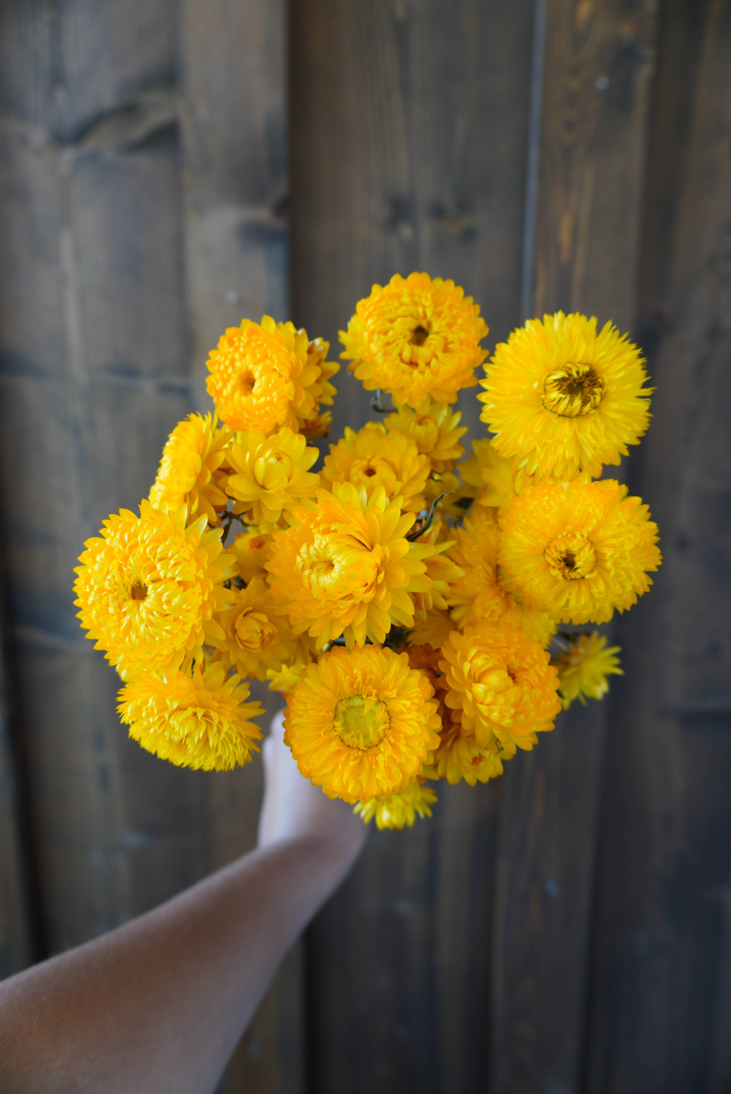 Dried Yellow Strawflower Bouquet
