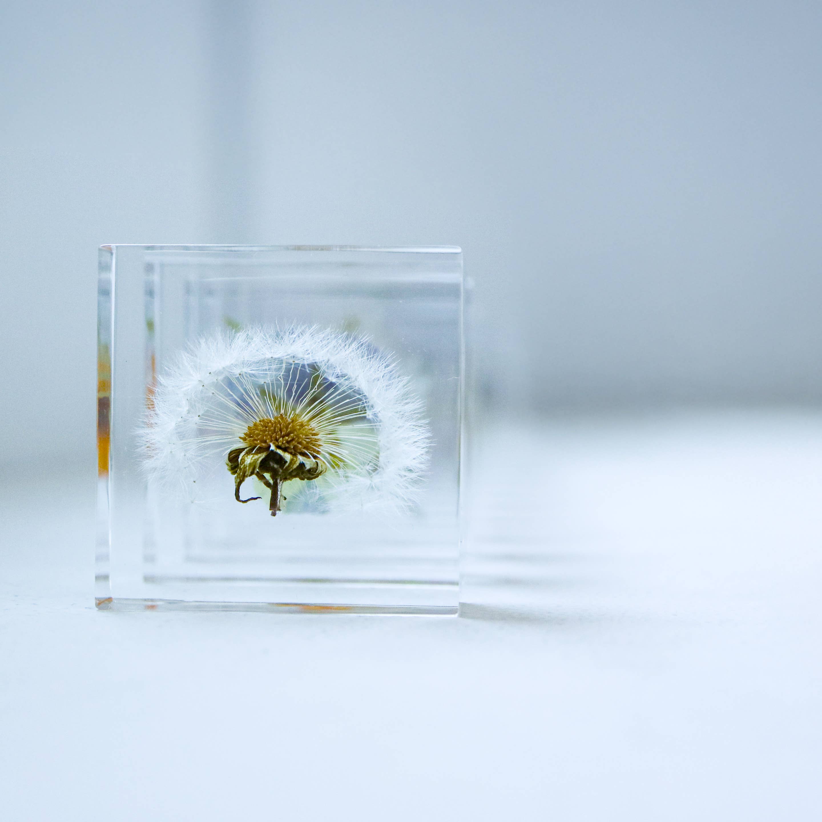 Dandelion