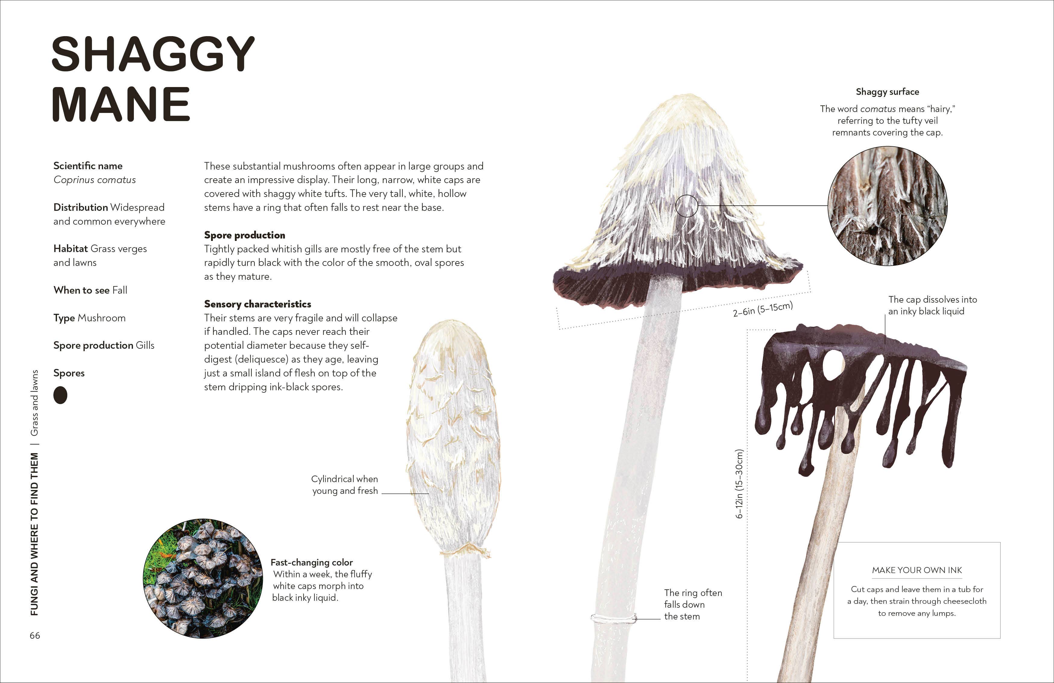 Fungi Gardeners