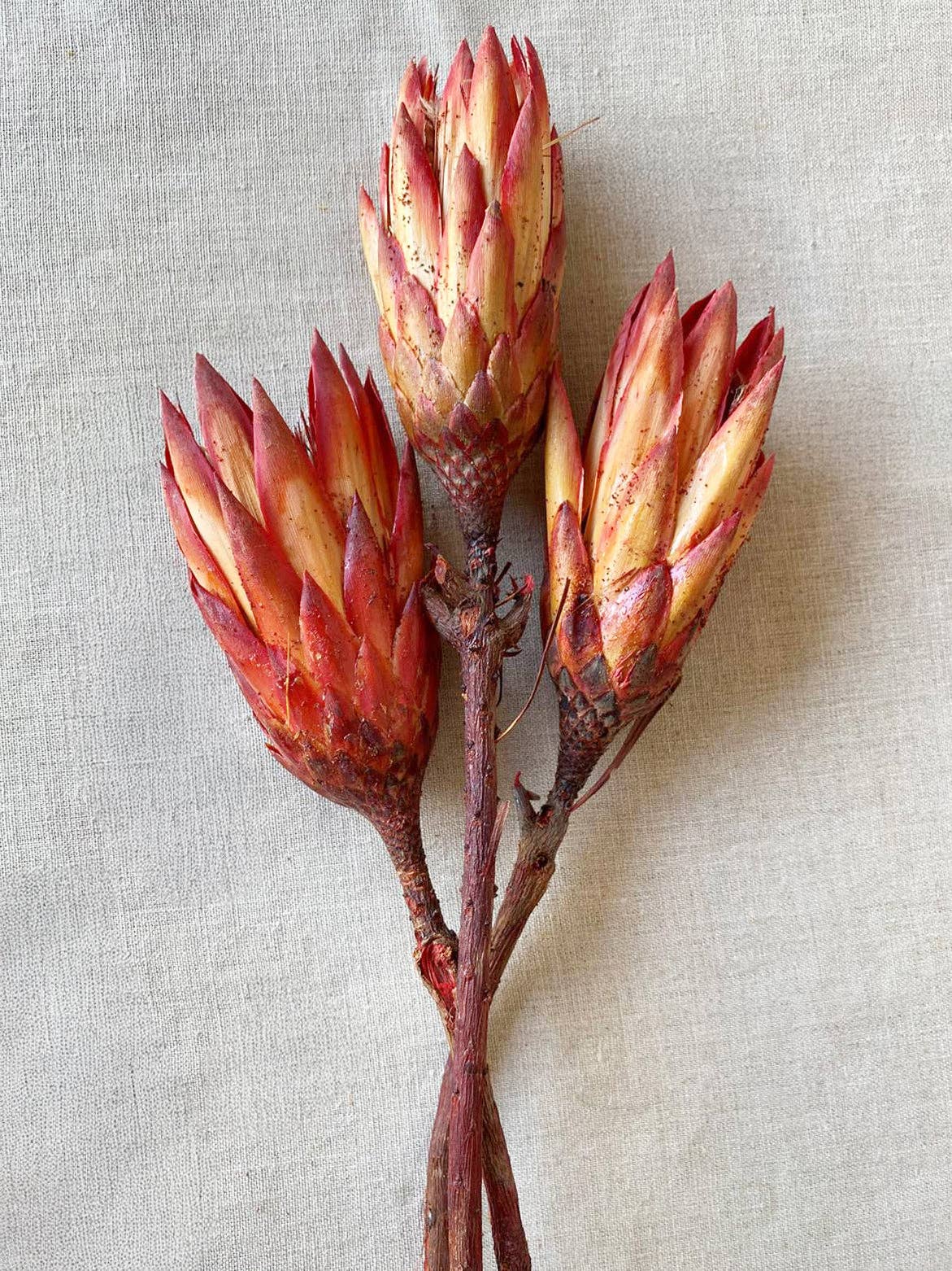 Dried Protea Flowers