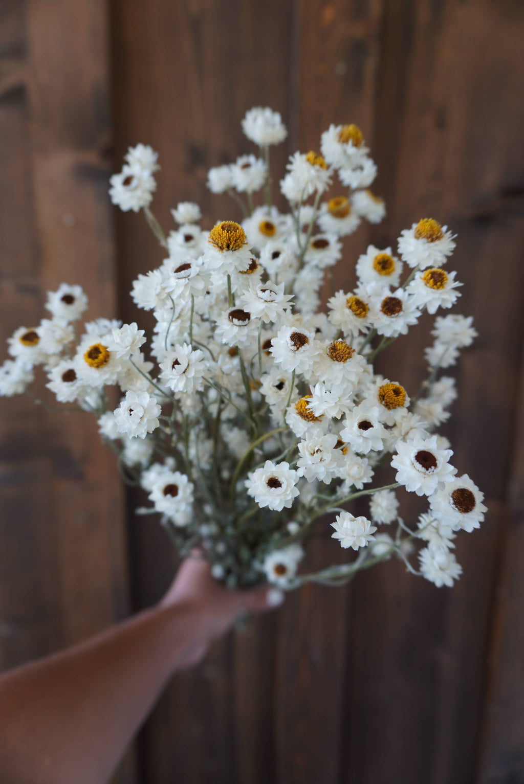Dried Ammobium Bouquet