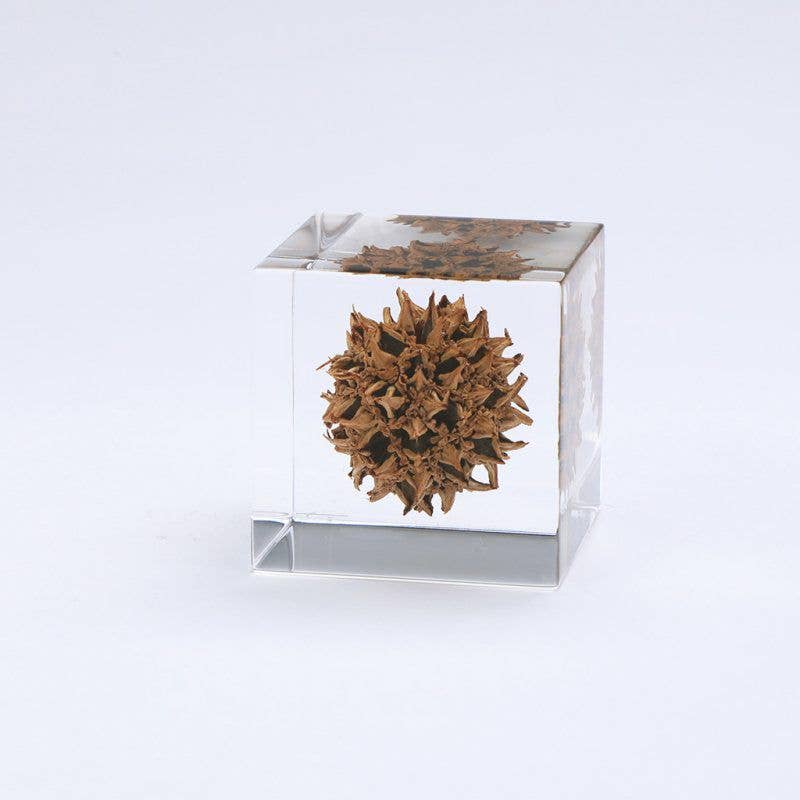 American Sweetgum