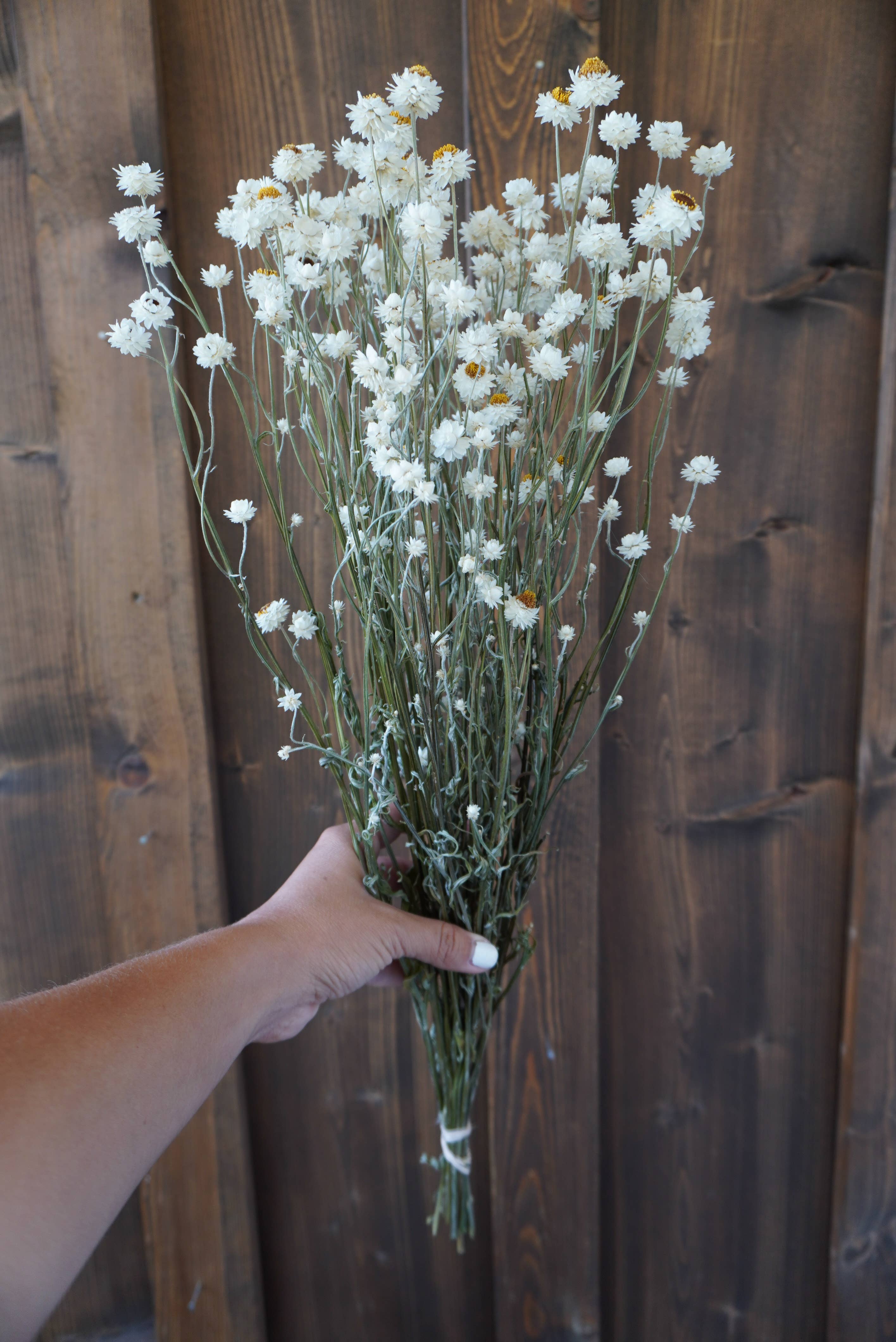 Dried Ammobium Bouquet