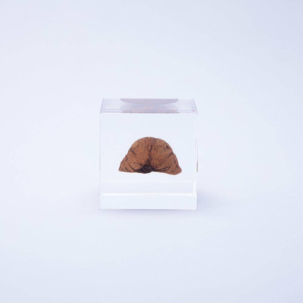 Japanese Walnut
