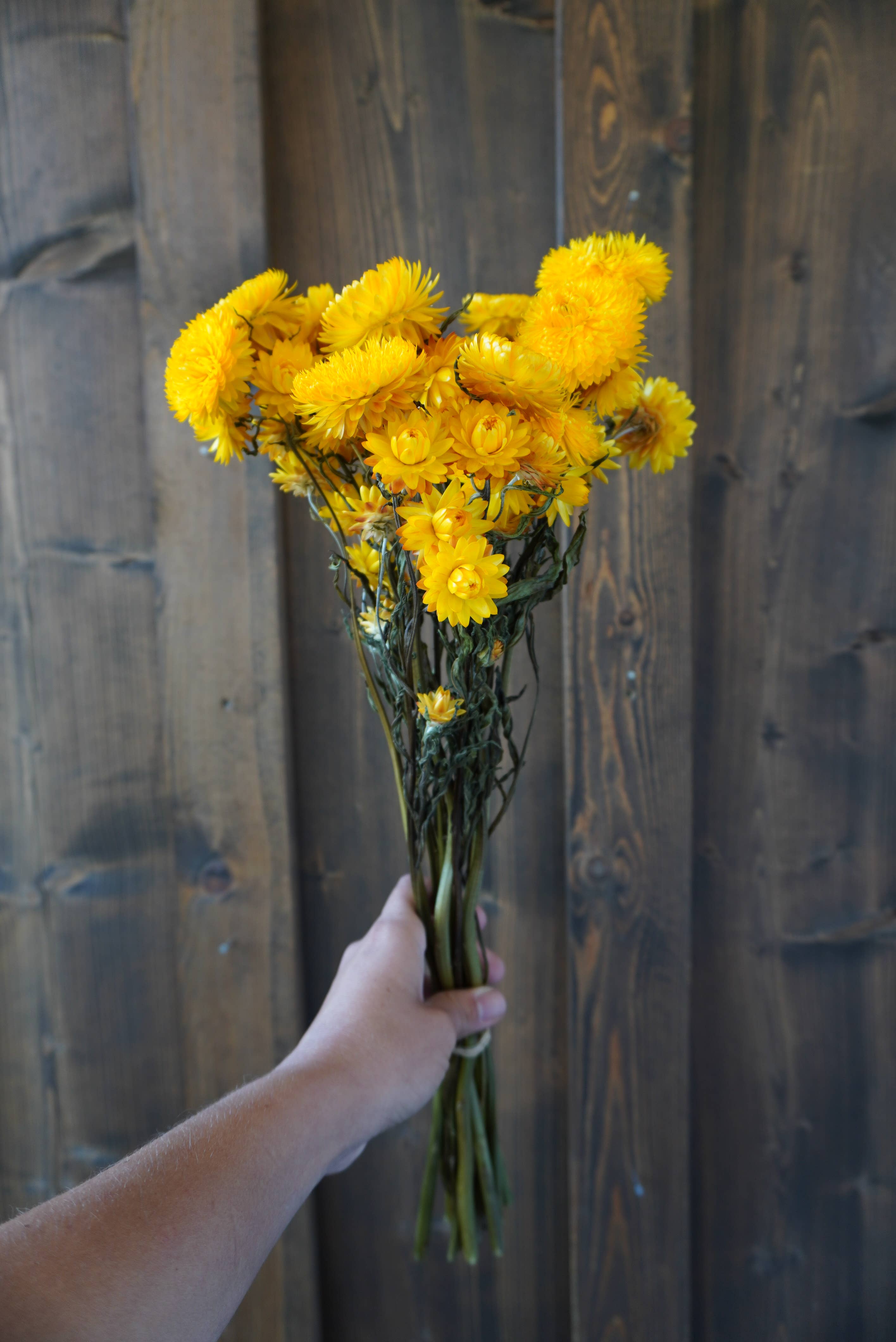 Dried Yellow Strawflower Bouquet