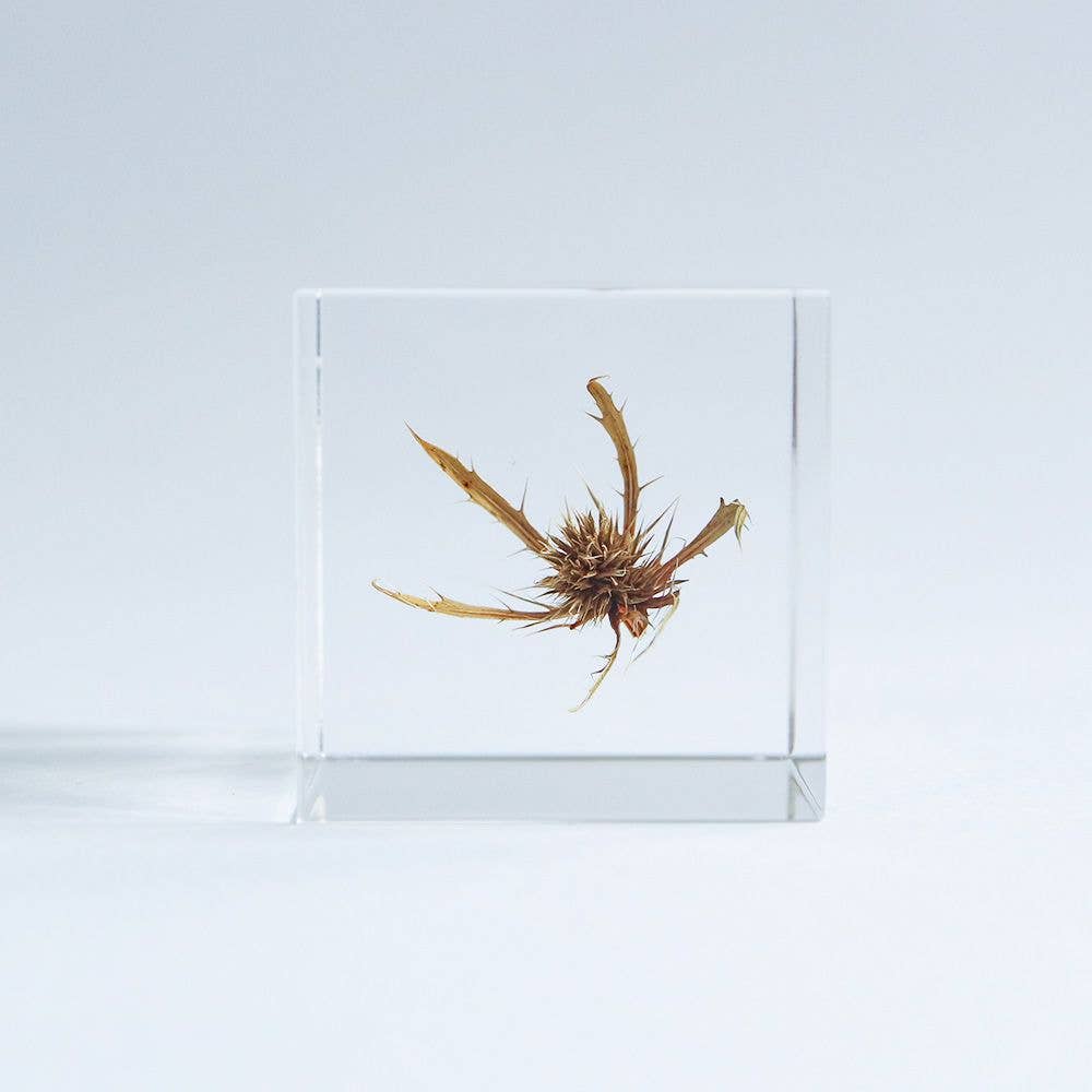 Sea Holly