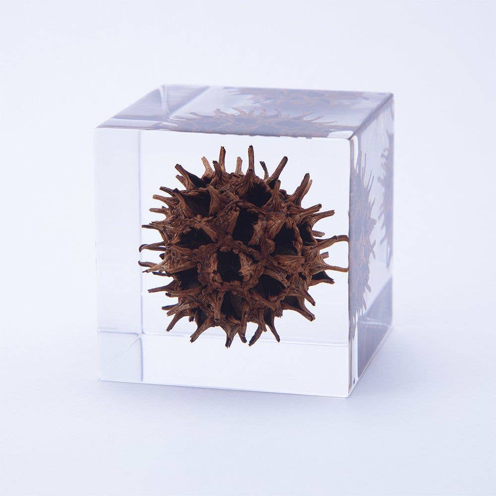 American Sweetgum