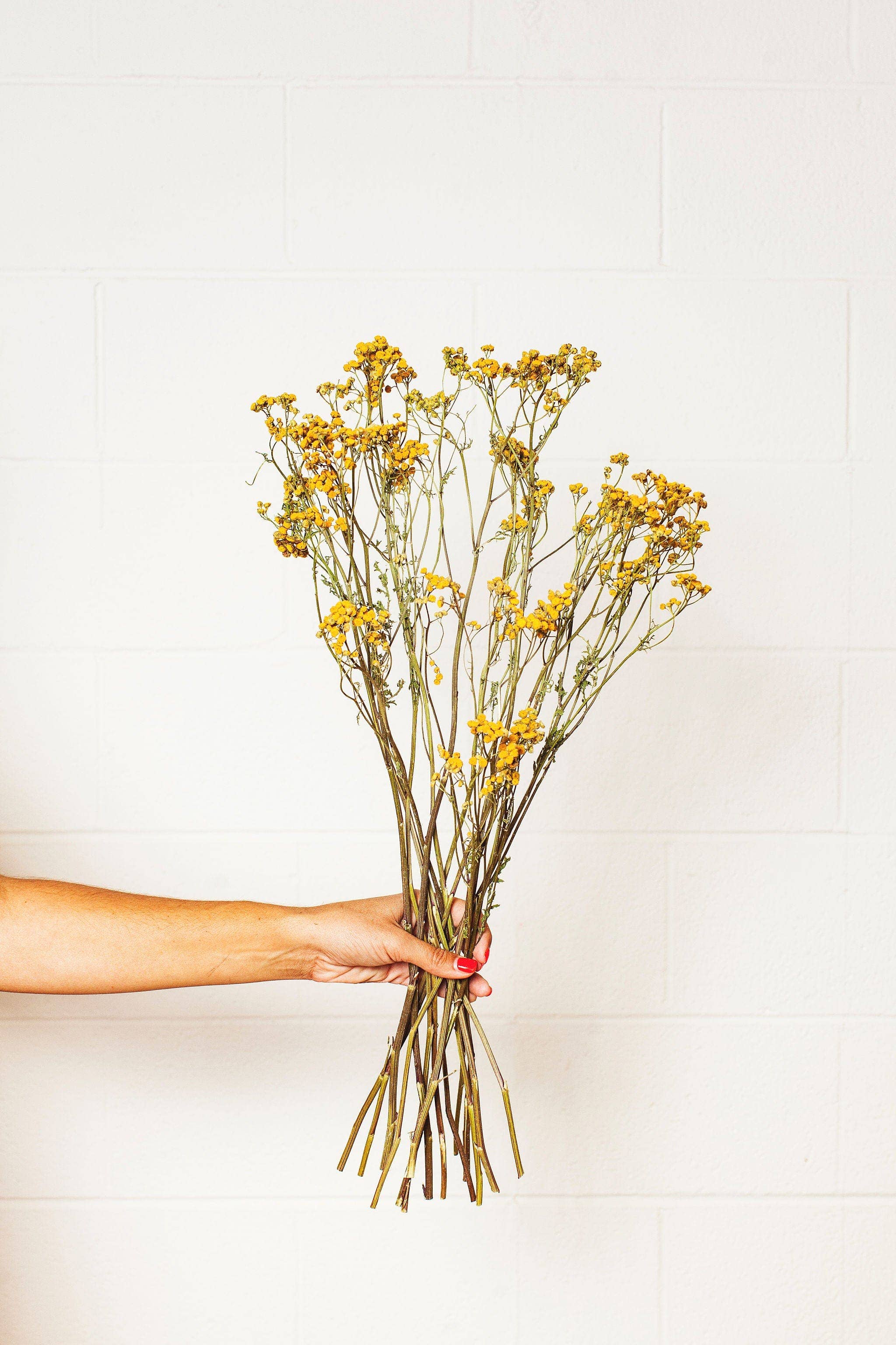 Dried Yellow Tansy