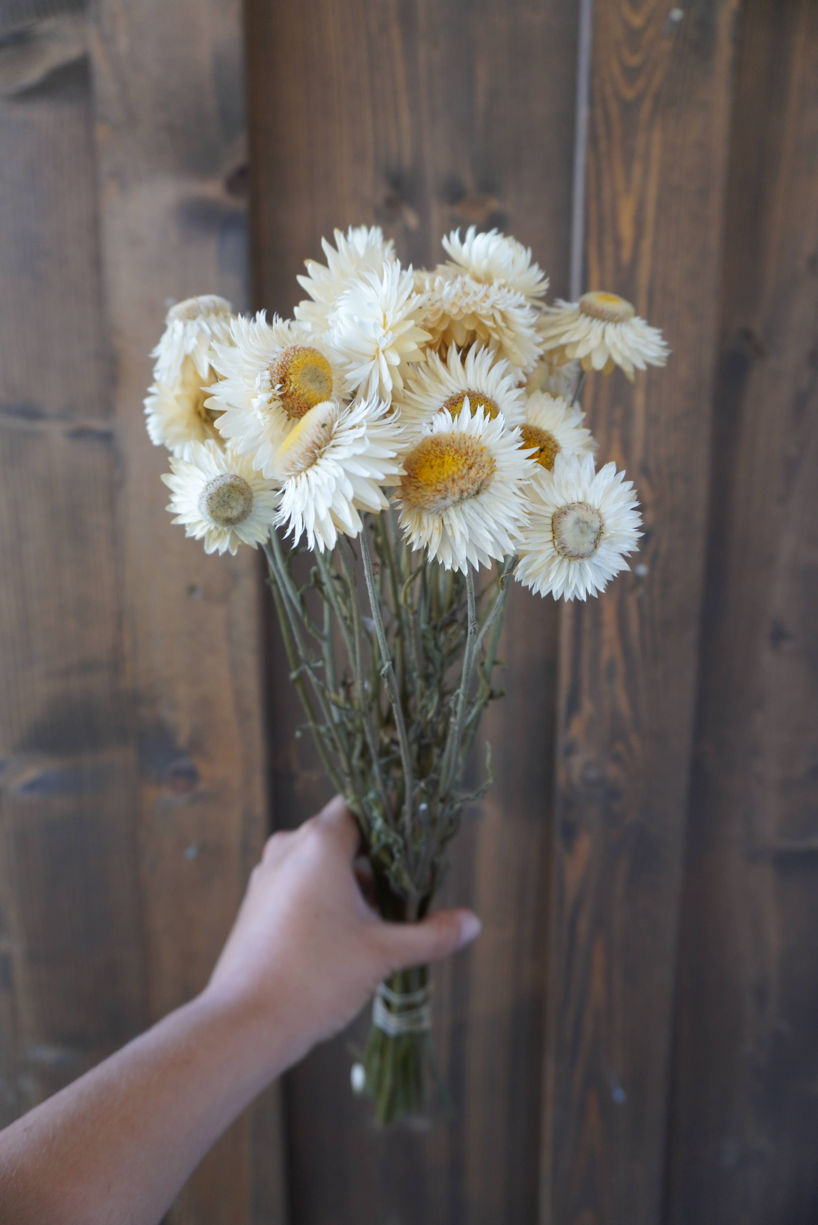 Dried White Strawflower Bouquet