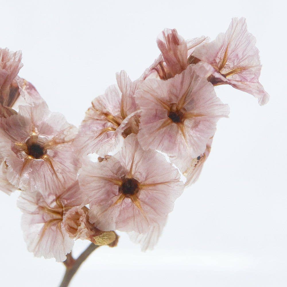 Sea Lavender