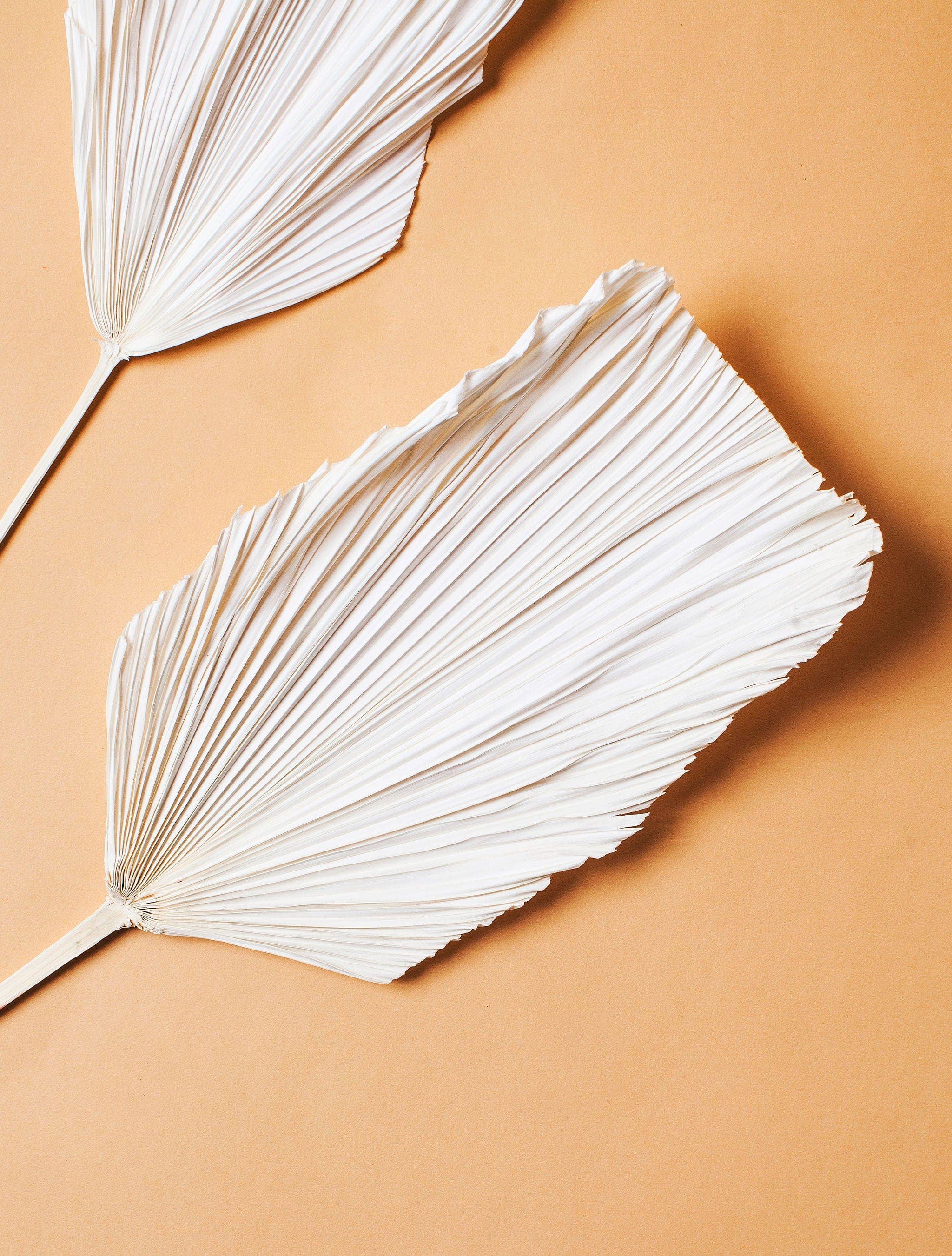 Dried White Spade Anahaw Palms