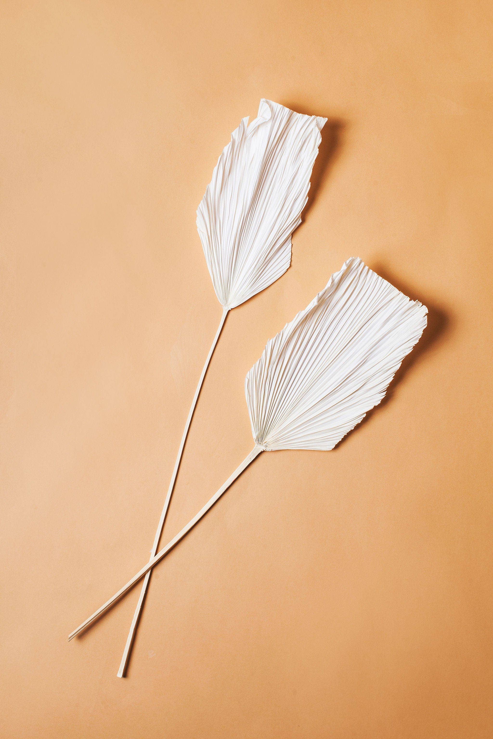 Dried White Spade Anahaw Palms