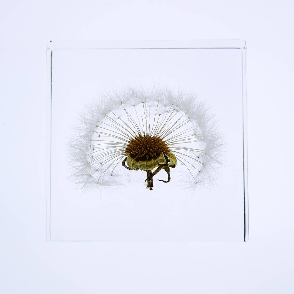 Dandelion