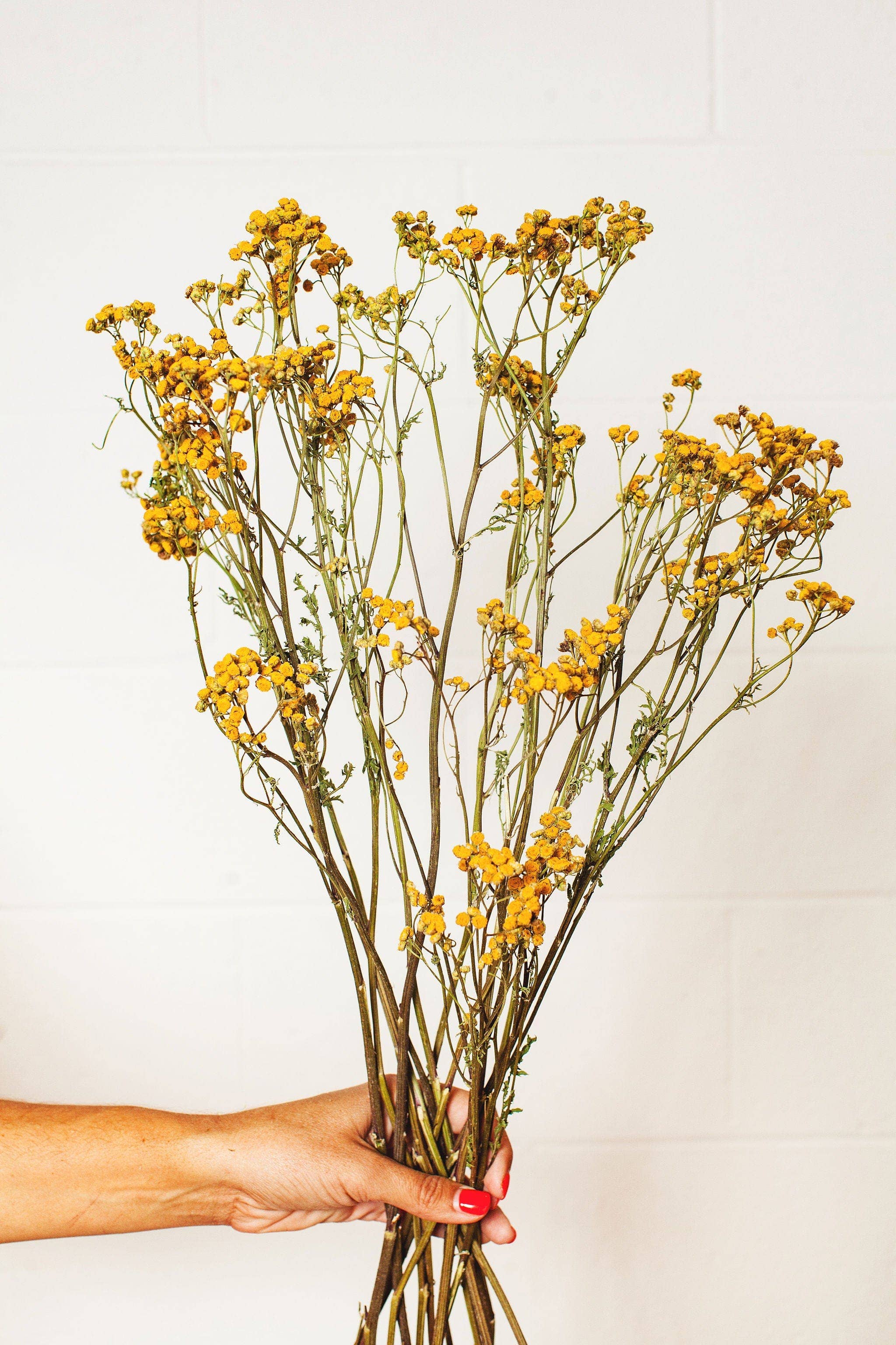 Dried Yellow Tansy