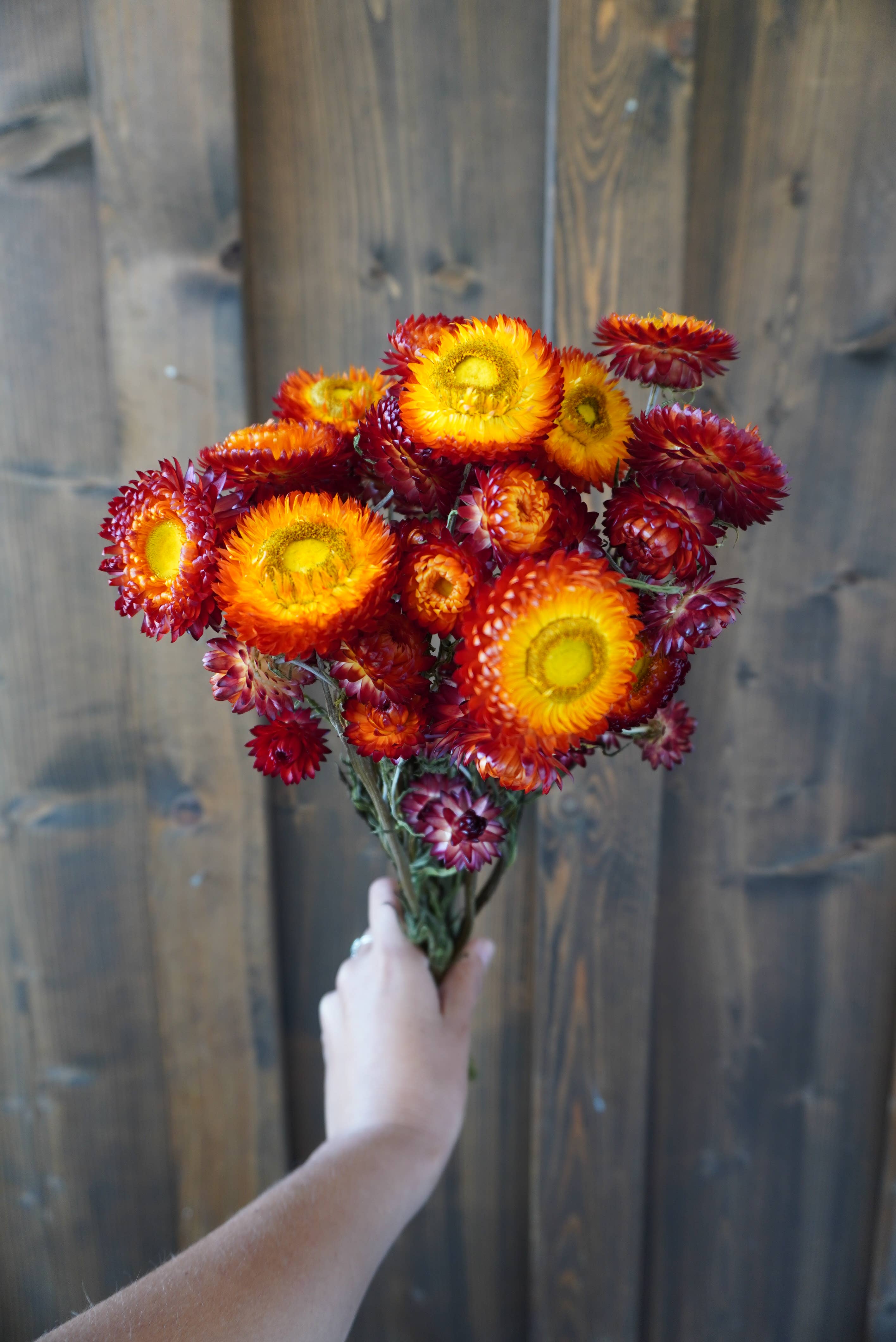 Dried Copper Red Strawflower Bouquet